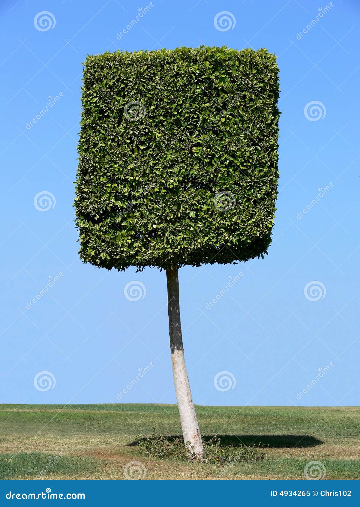 Square shape tree stock image. Image of ornamental, plant - 4934265