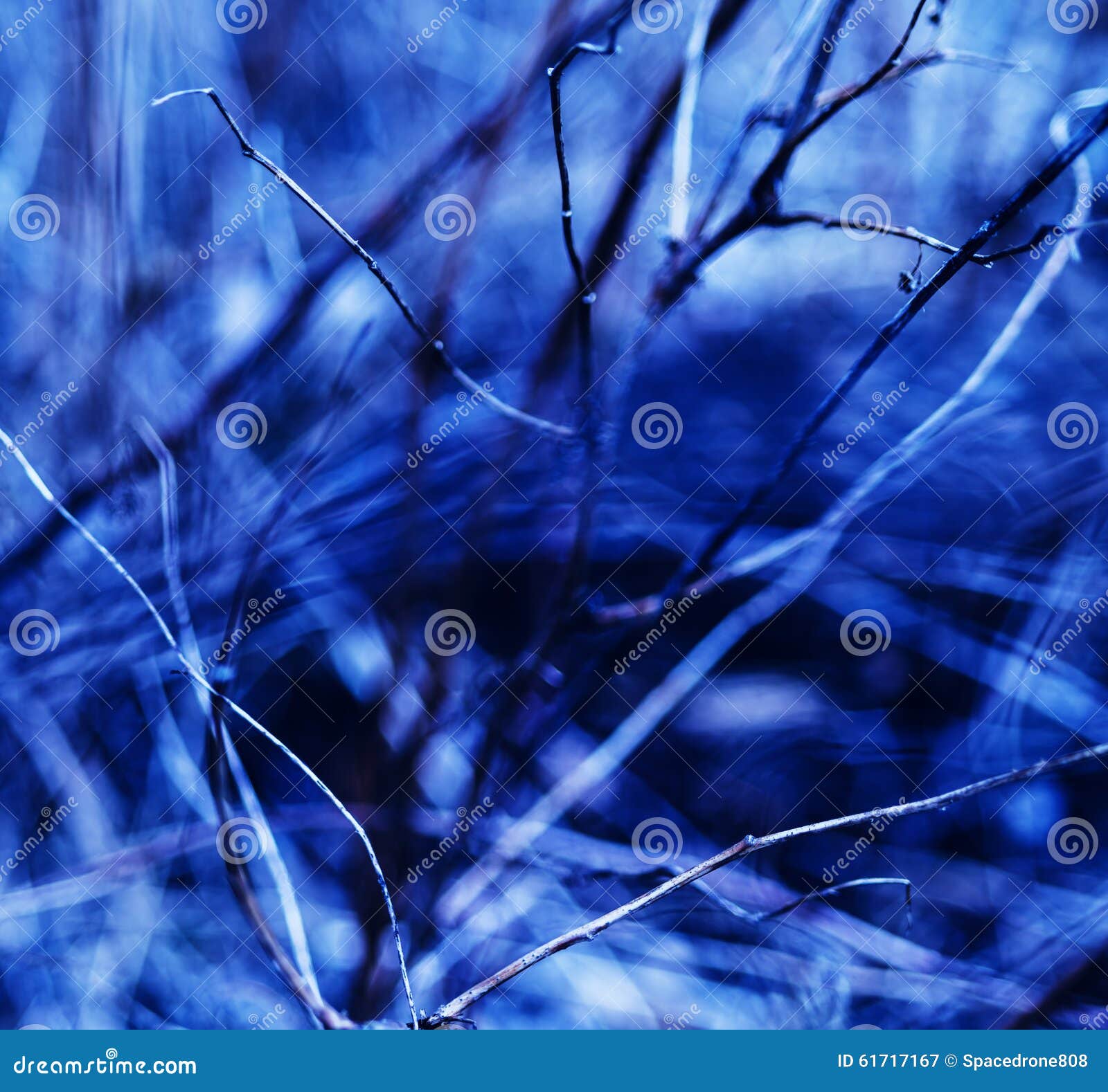 Square Vivid Blueish Branches Abstraction Stock Image - Image of