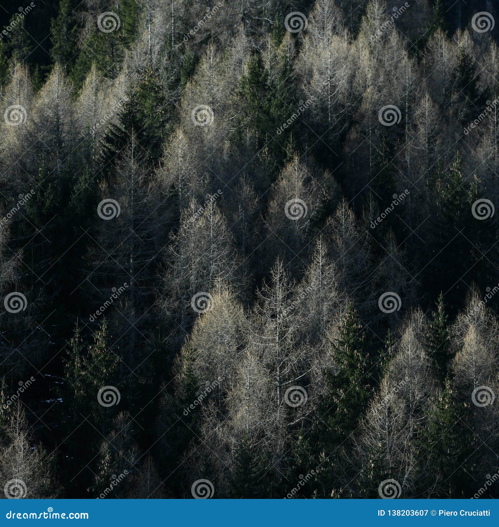 squared image of a beautiful alpine coniferous forest
