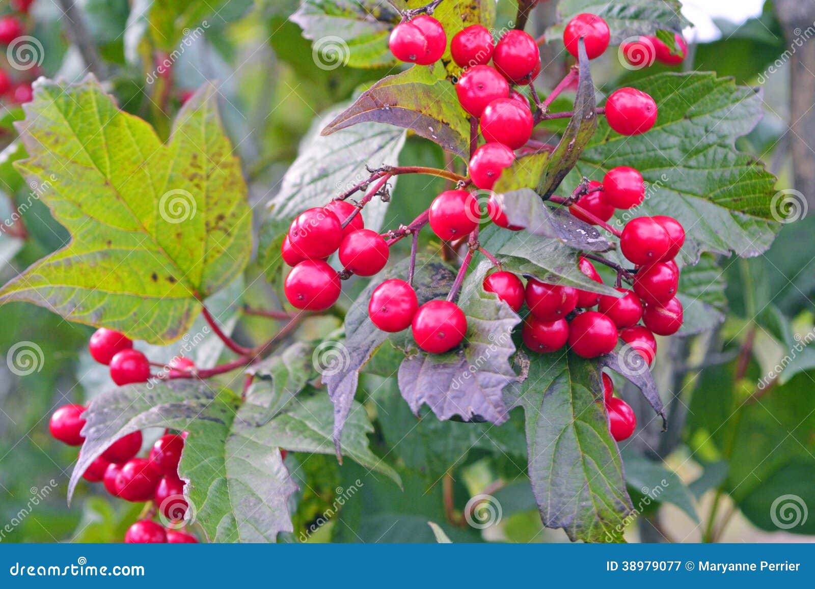Squash Berries Or Button Berries Stock Image Image of fresh
