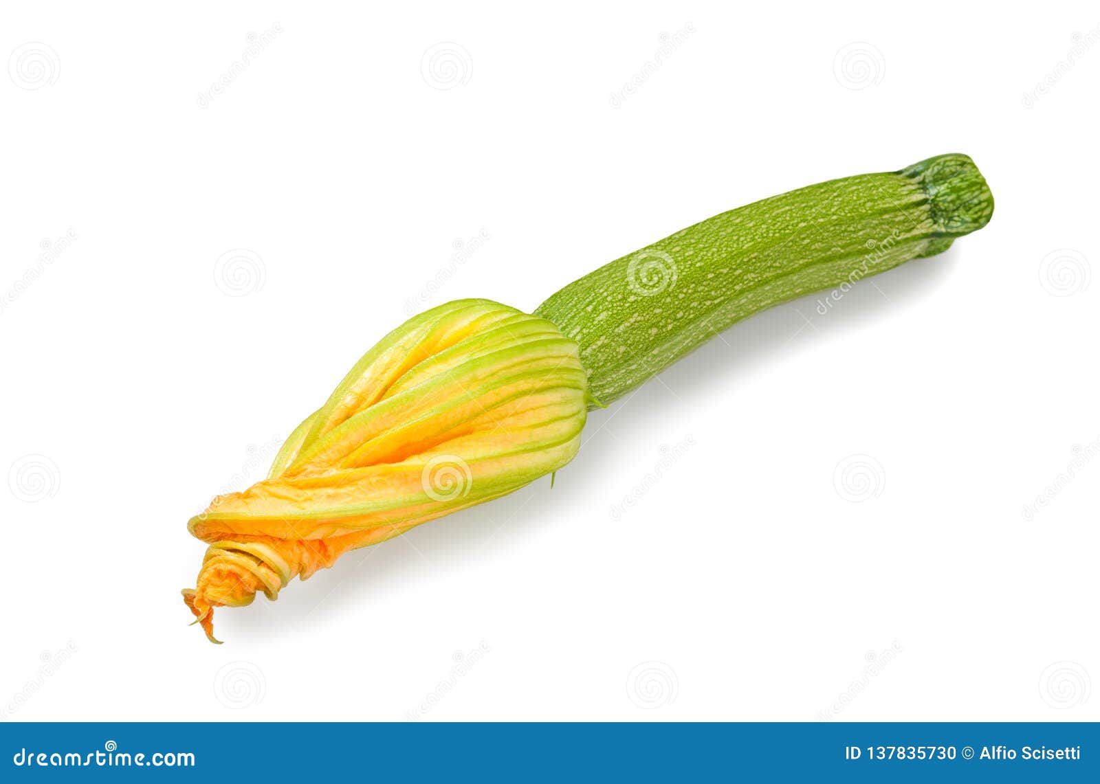 Squash blossom stock photo. Image of white, vegetable 137835730