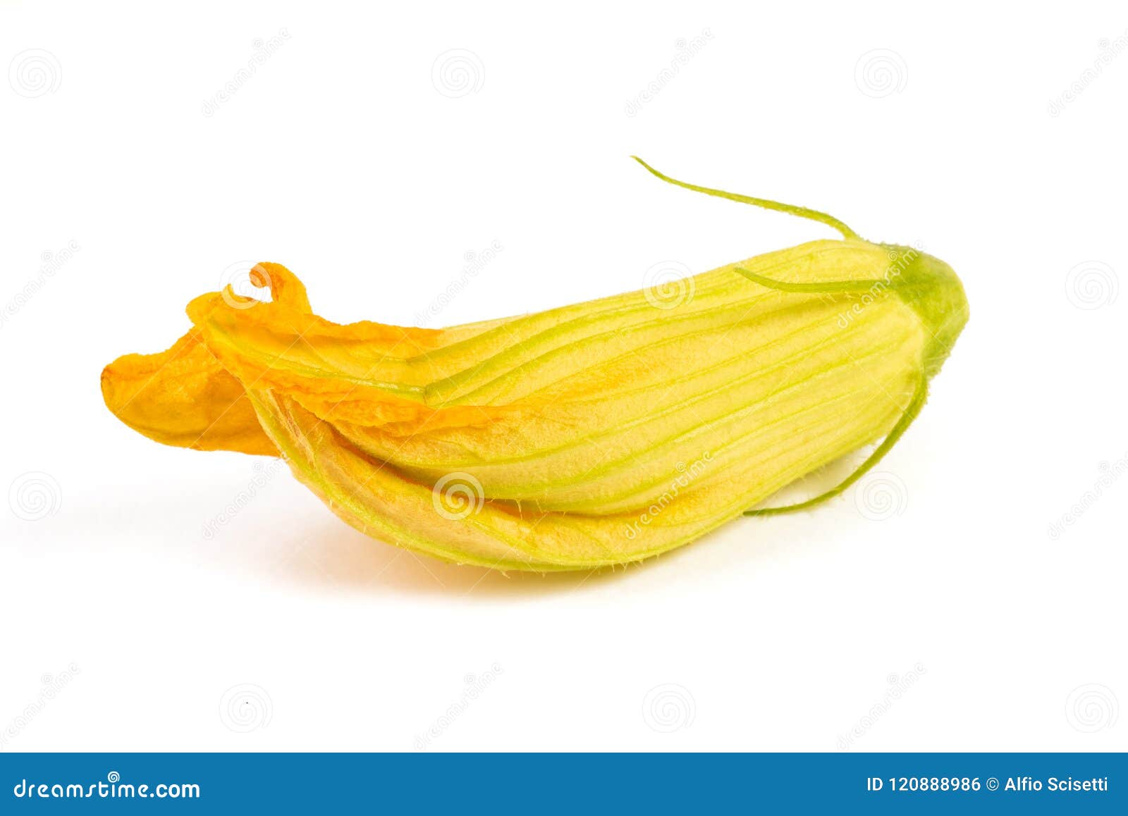 Squash blossom stock photo. Image of white, squash, healthy 120888986