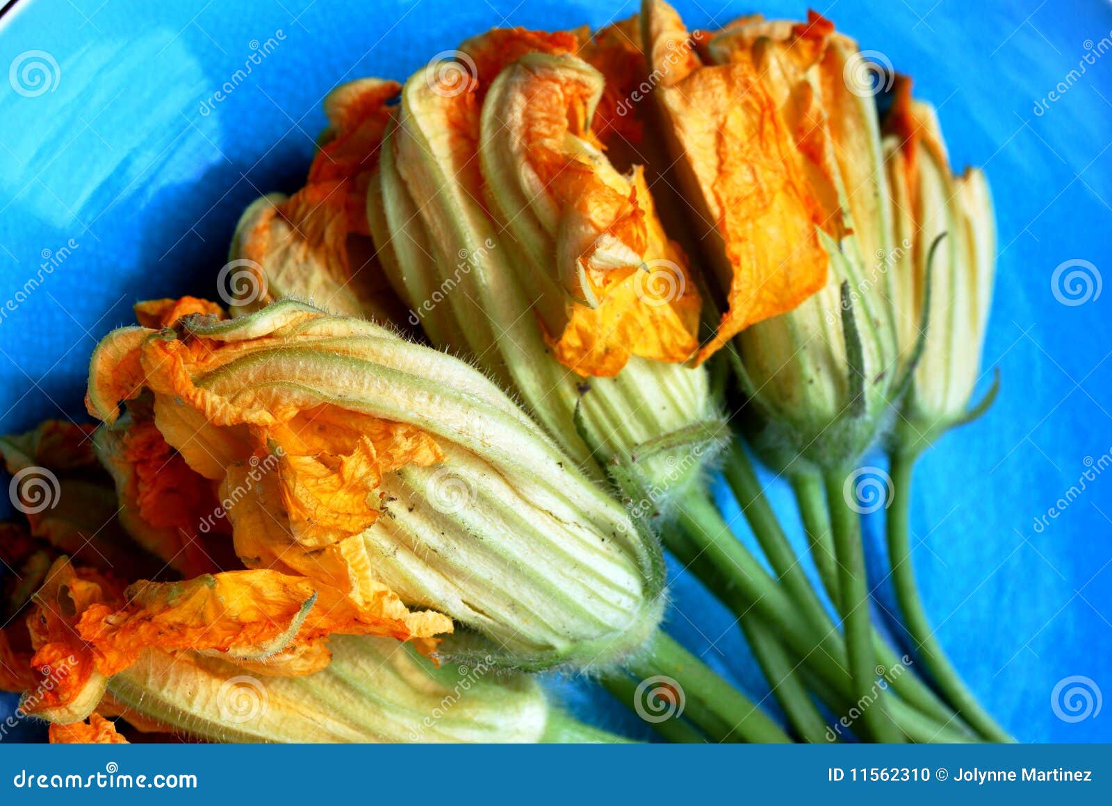Squash Blossoms stock photo. Image of blossoms, blossom 11562310