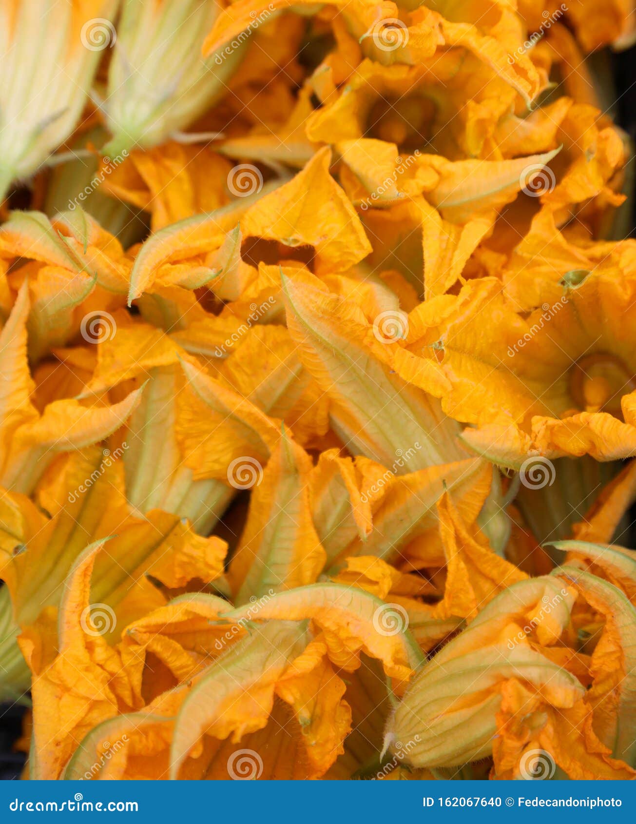 Squash Blossoms Also Called Courgette Flowers Stock Photo Image of