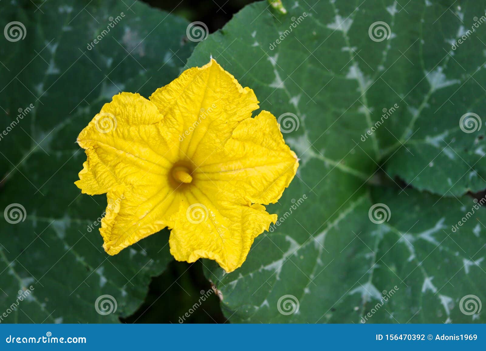 Squash blossoms stock photo. Image of natural, closeup 156470392
