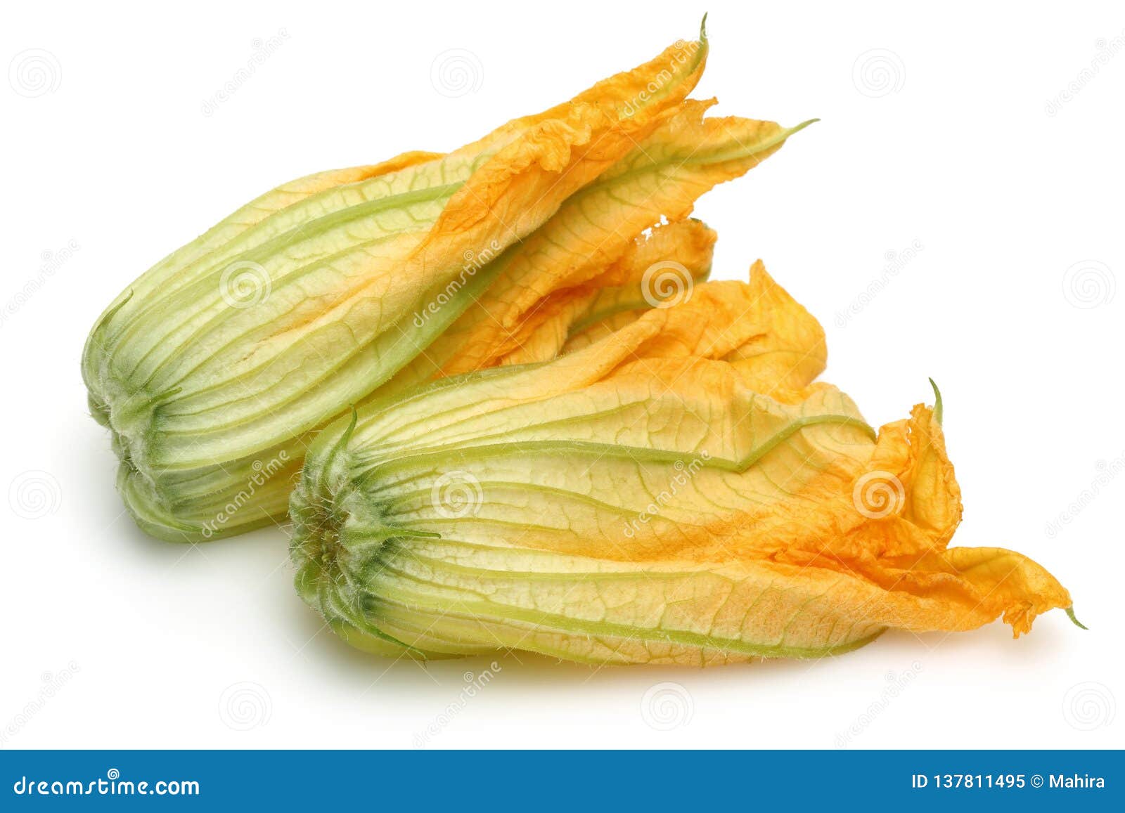 Squash Blossoms on White Background Stock Image Image of season, heap