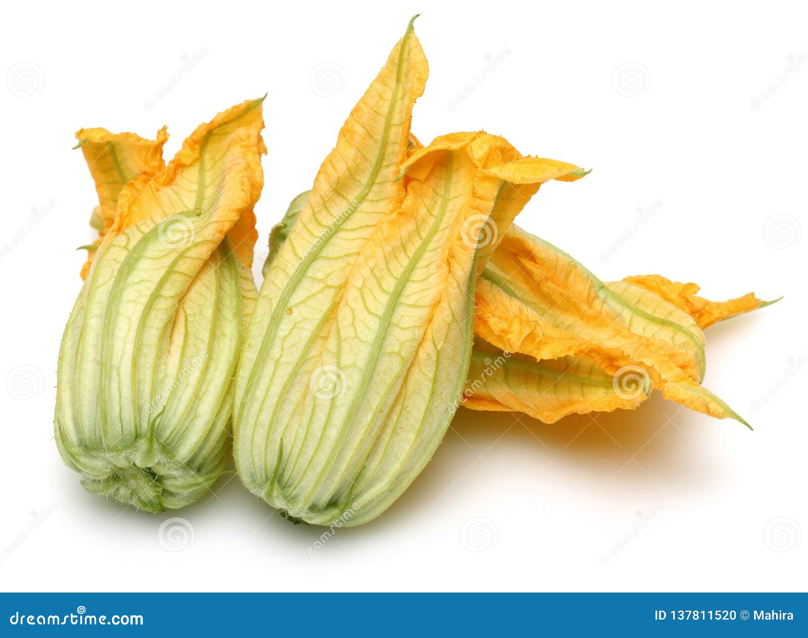 Squash Blossoms on White Background Stock Photo Image of vegetable