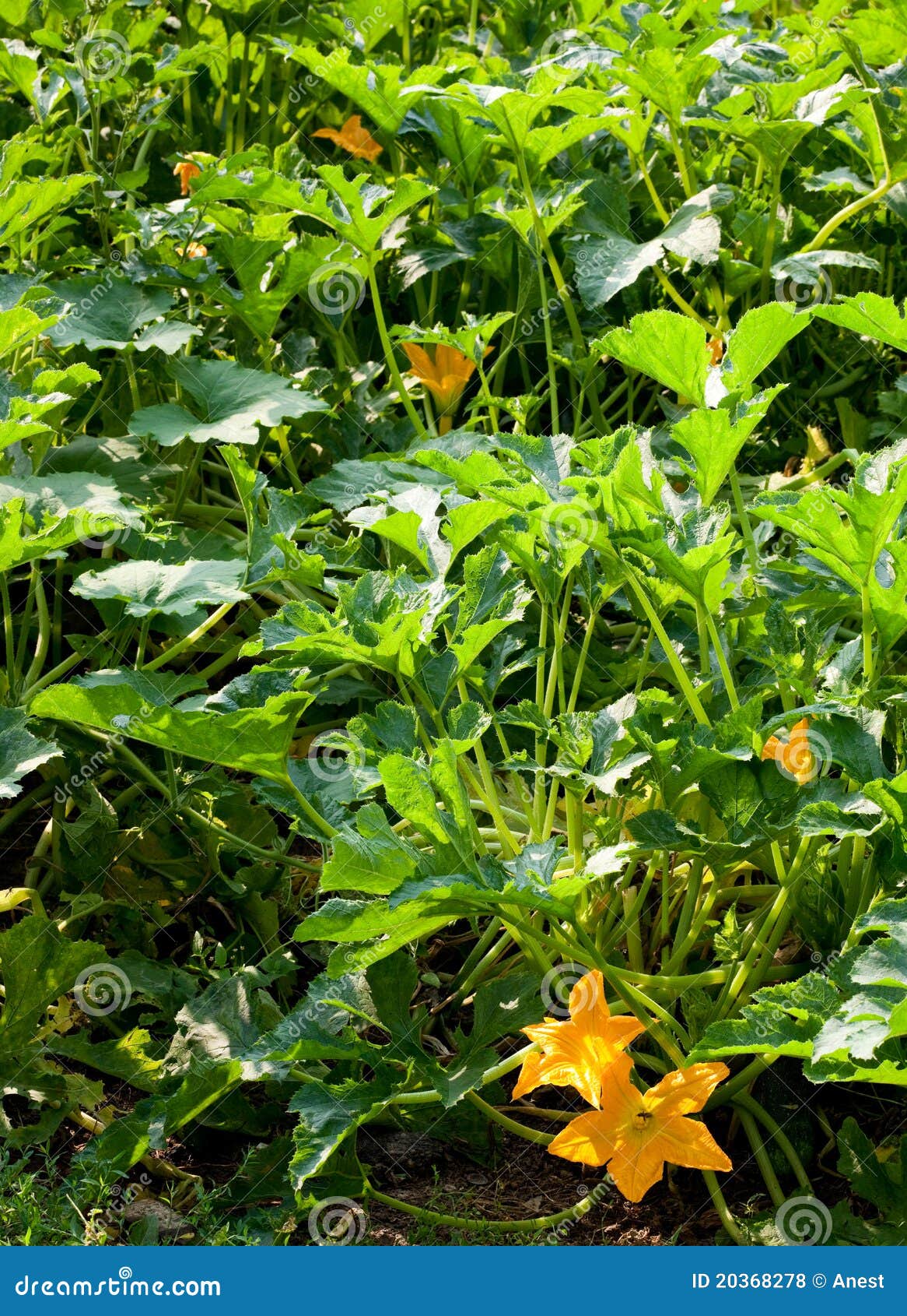 Squash bush stock photo. Image of blossom, leaf, summer 20368278