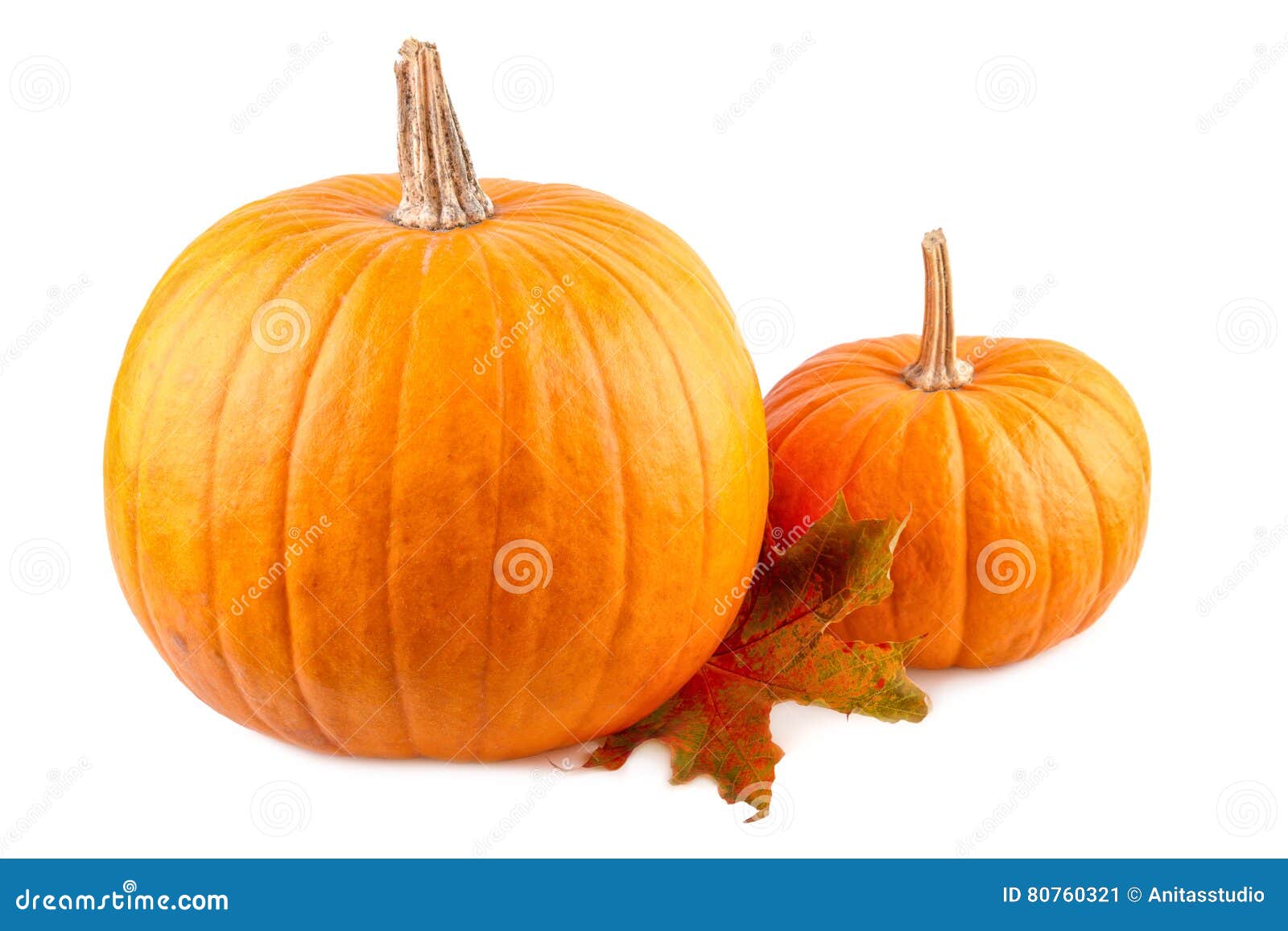 Squash with Fall Leaves Orange Pumpkins Isolated on White Stock Image
