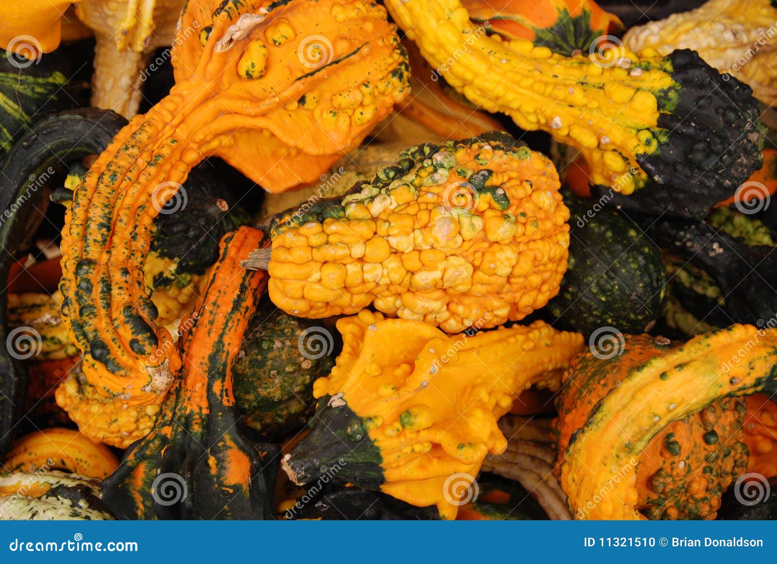 Squash and gourds stock photo. Image of fall, outdoor 11321510