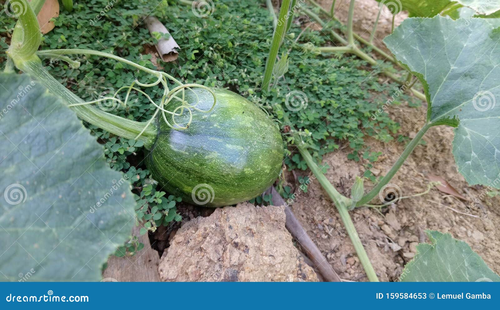 Squash stock image. Image of kalabasa, vegetables, squash 159584653