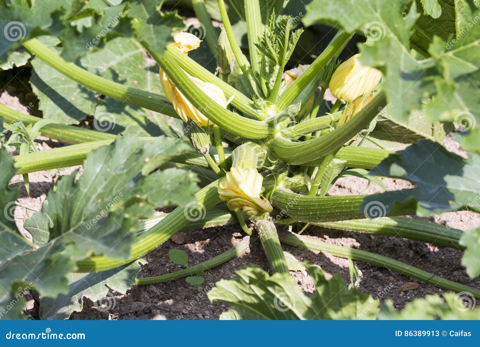 Squash Plant in the Vegetable Garden Stock Image Image of health