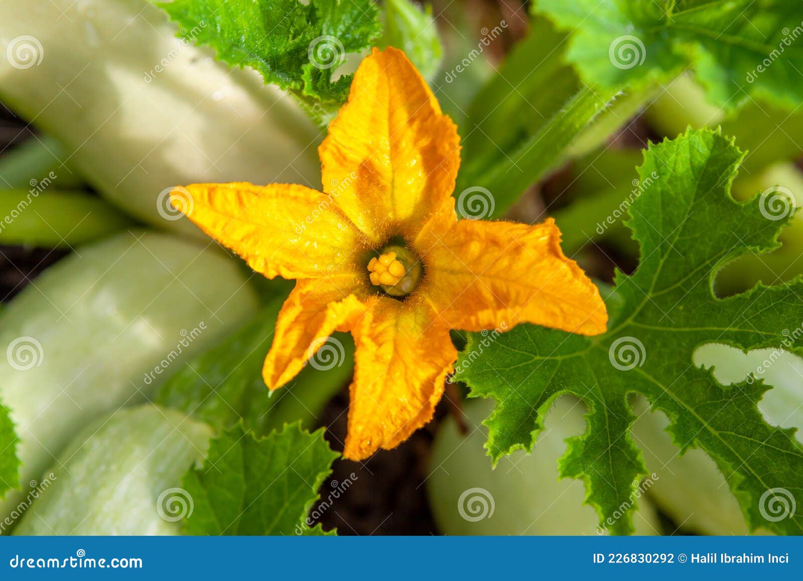 Squash Plant Yellow Blossom Closer Stock Photo Image of food, flowers