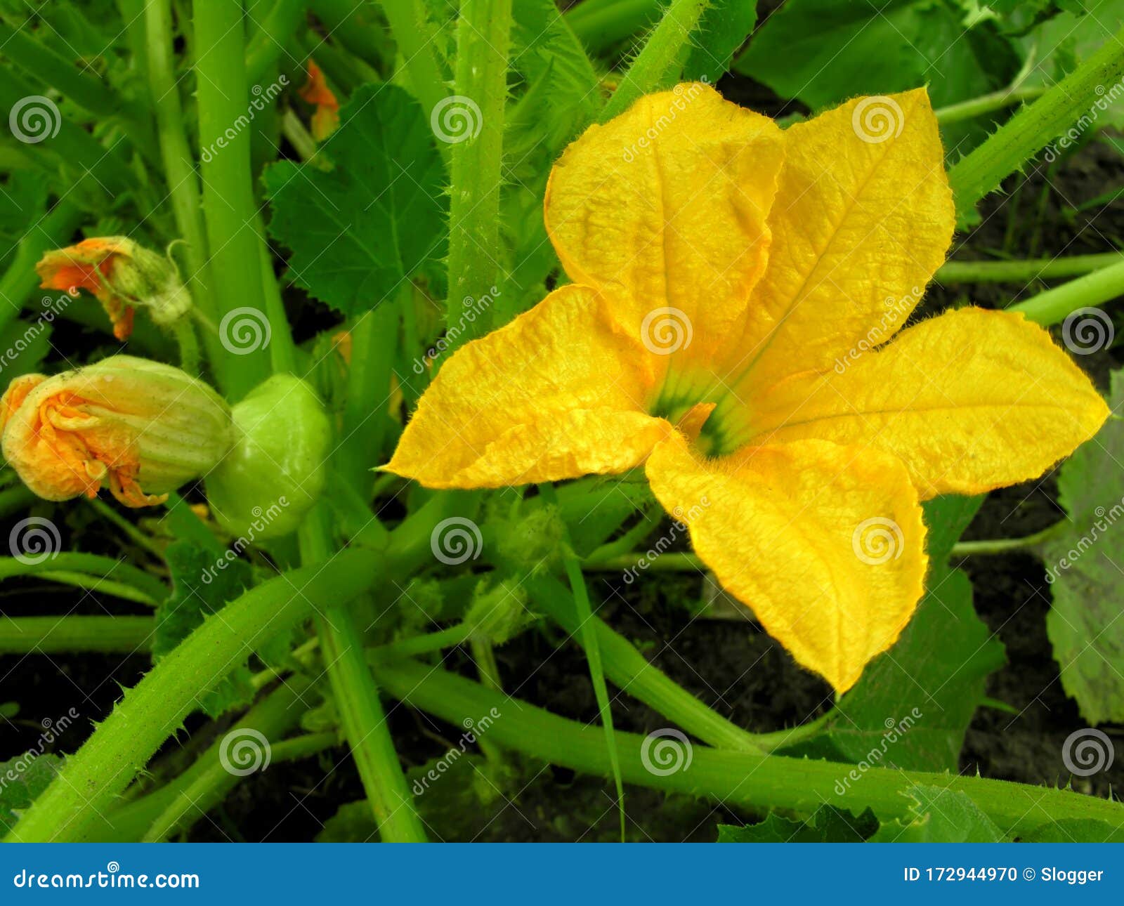 Squash Plantation in the Vegetable Garden Stock Photo Image of