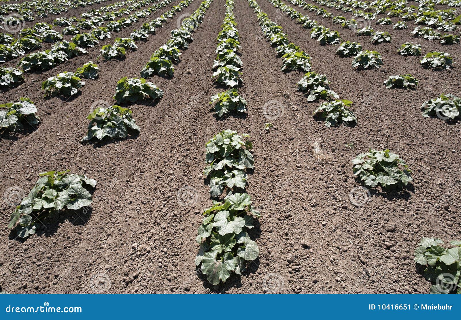 Squash Plants in Rows in a Farm Field Stock Image Image of tire