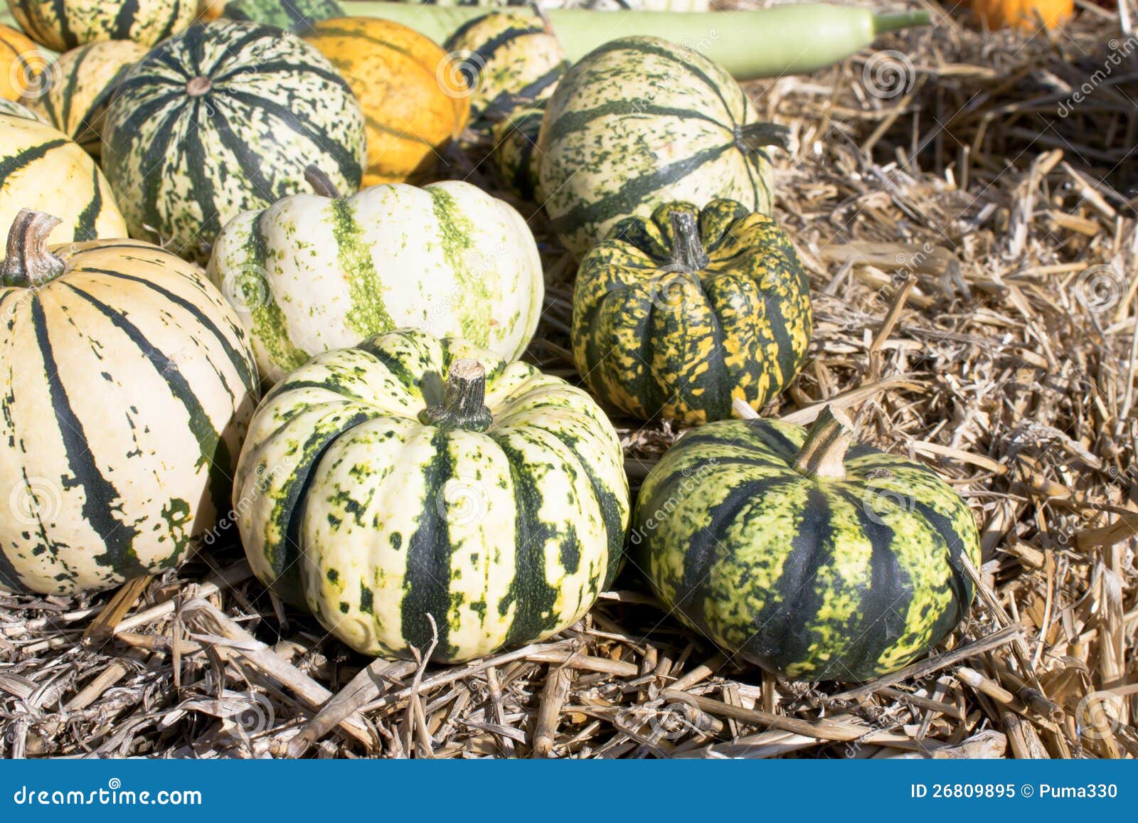 Squash and Pumpkins on a Field Stock Image Image of golden, garden