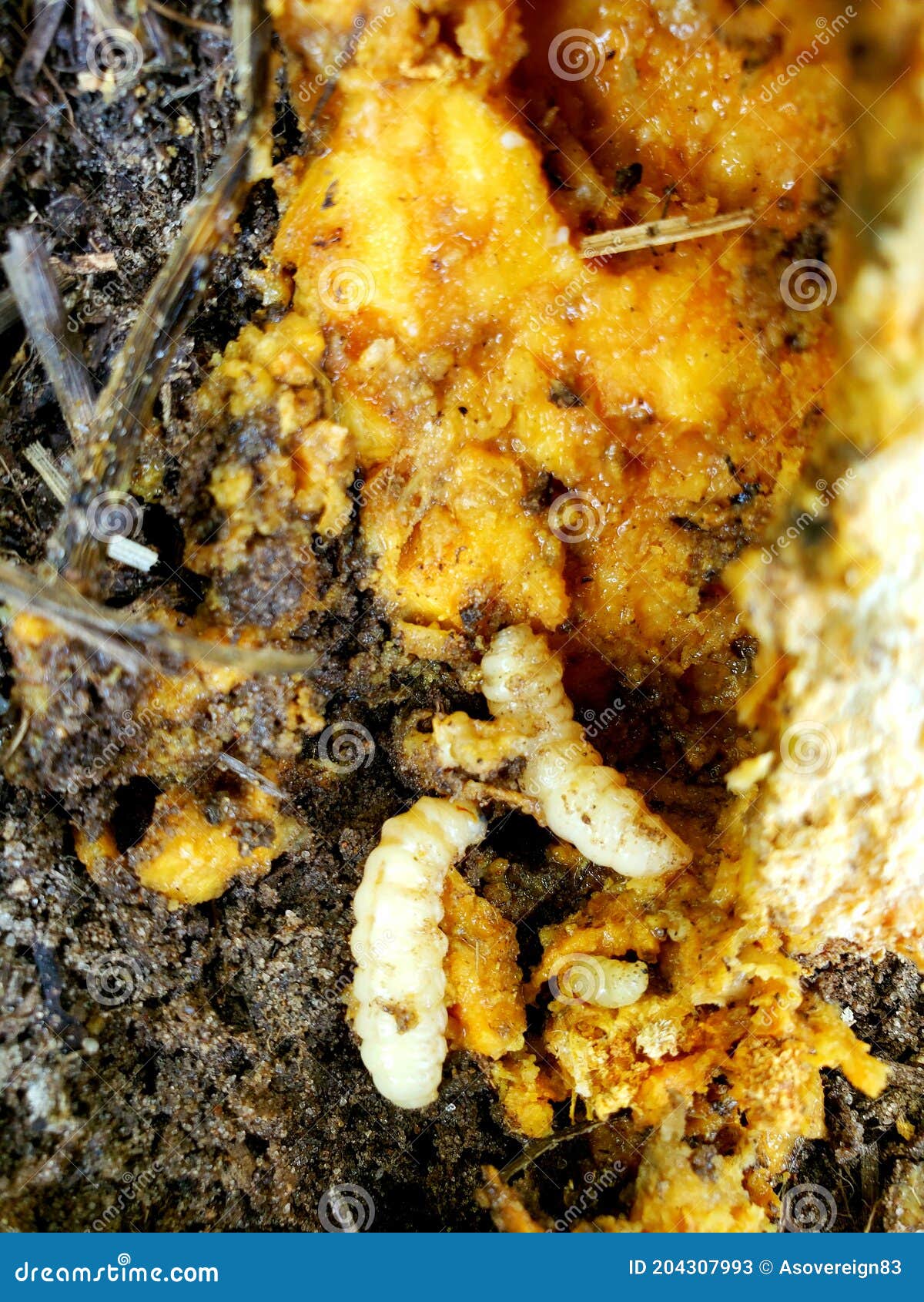 Squash Vine Borer Destroying Pumpkin Vine. Stock Image Image of