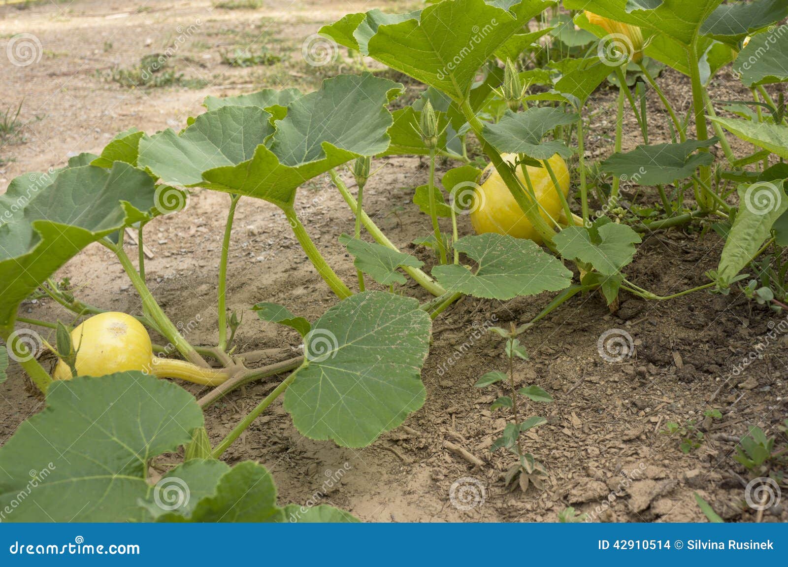 Squash stock photo. Image of growth, fresh, green, gardening 42910514