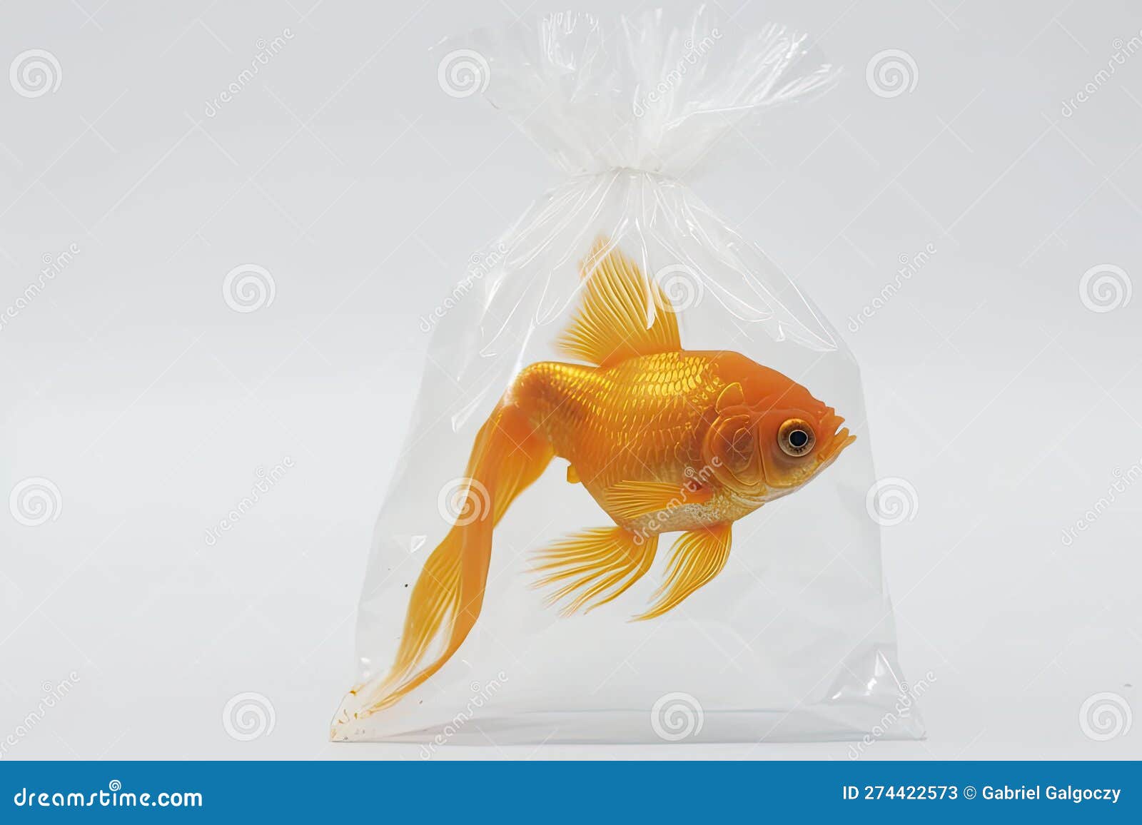 PURE FLORIDA: Reassuring The Nervous Goldfish Of Bag Number 3