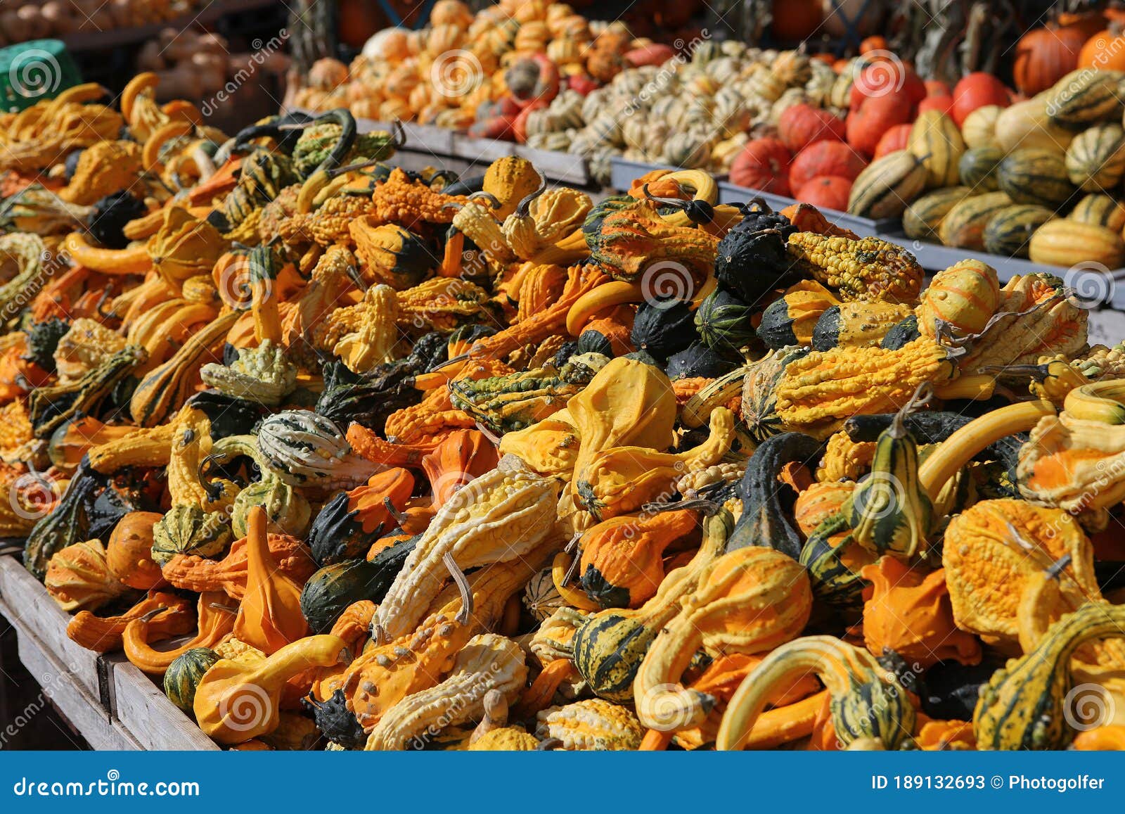 squashs in a market, montreal, quebec, canada