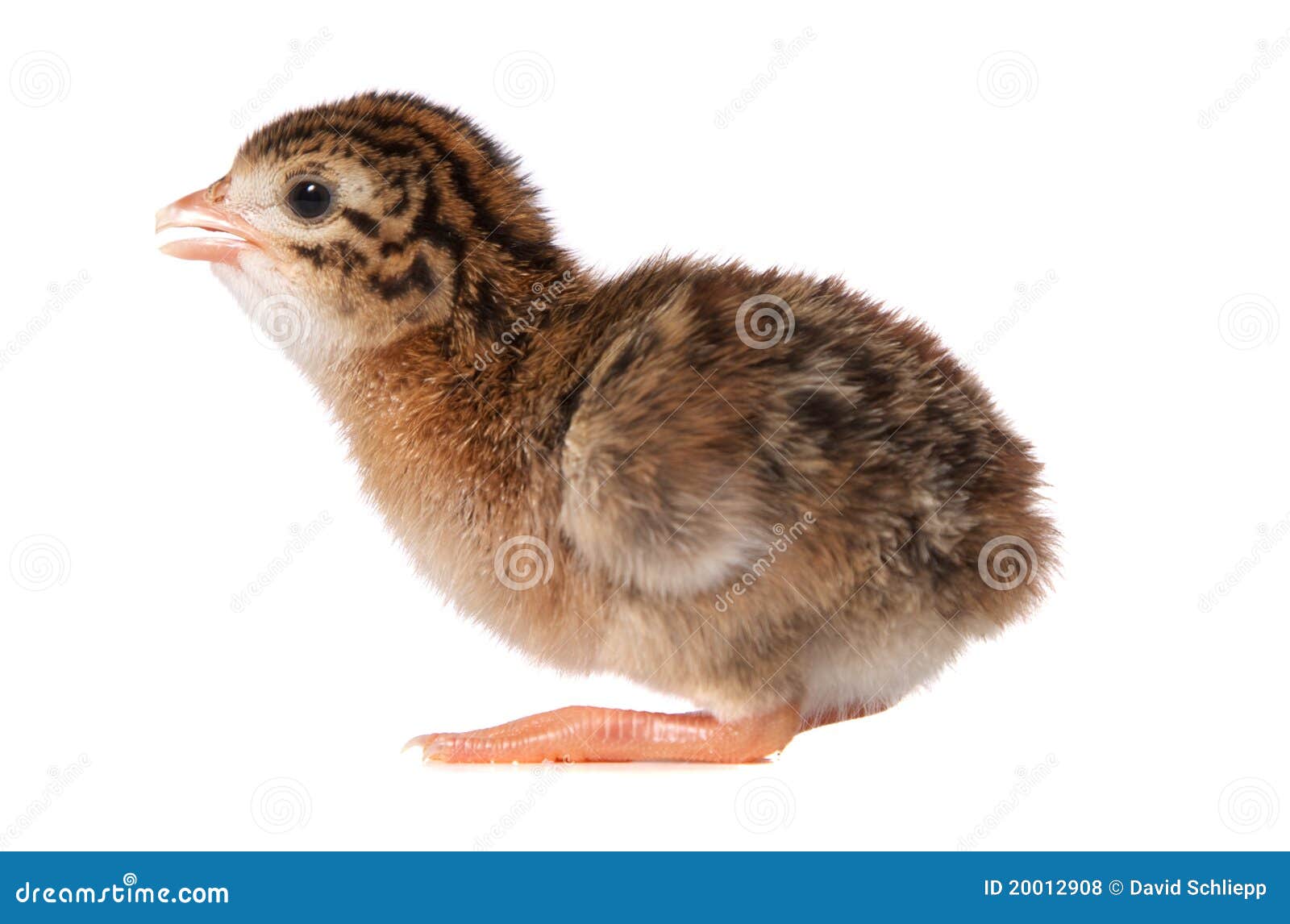 squatting newbown guinea fowl keet