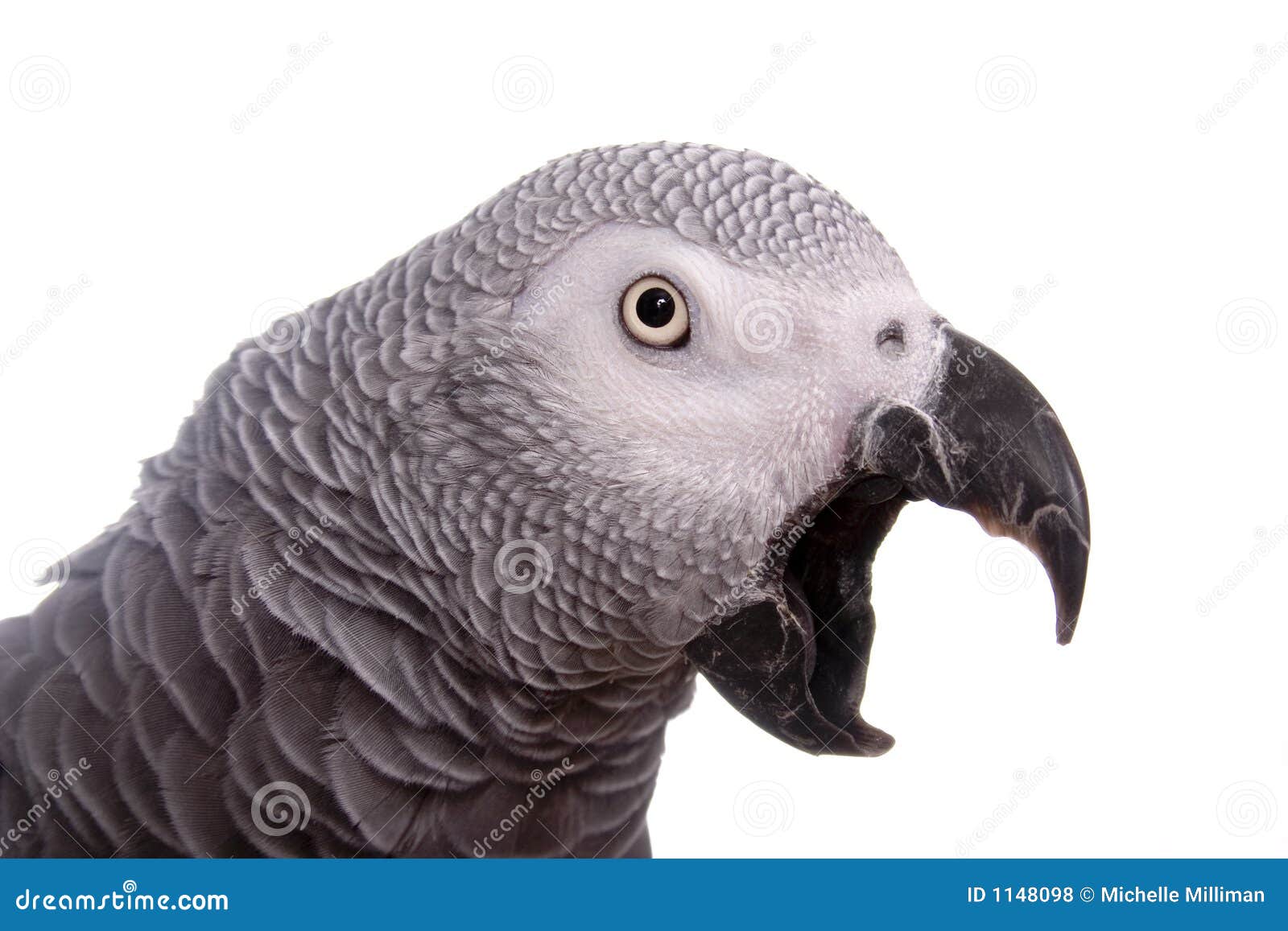 SQUAWK!!! Royalty Free Stock Photos - Image: 1148098