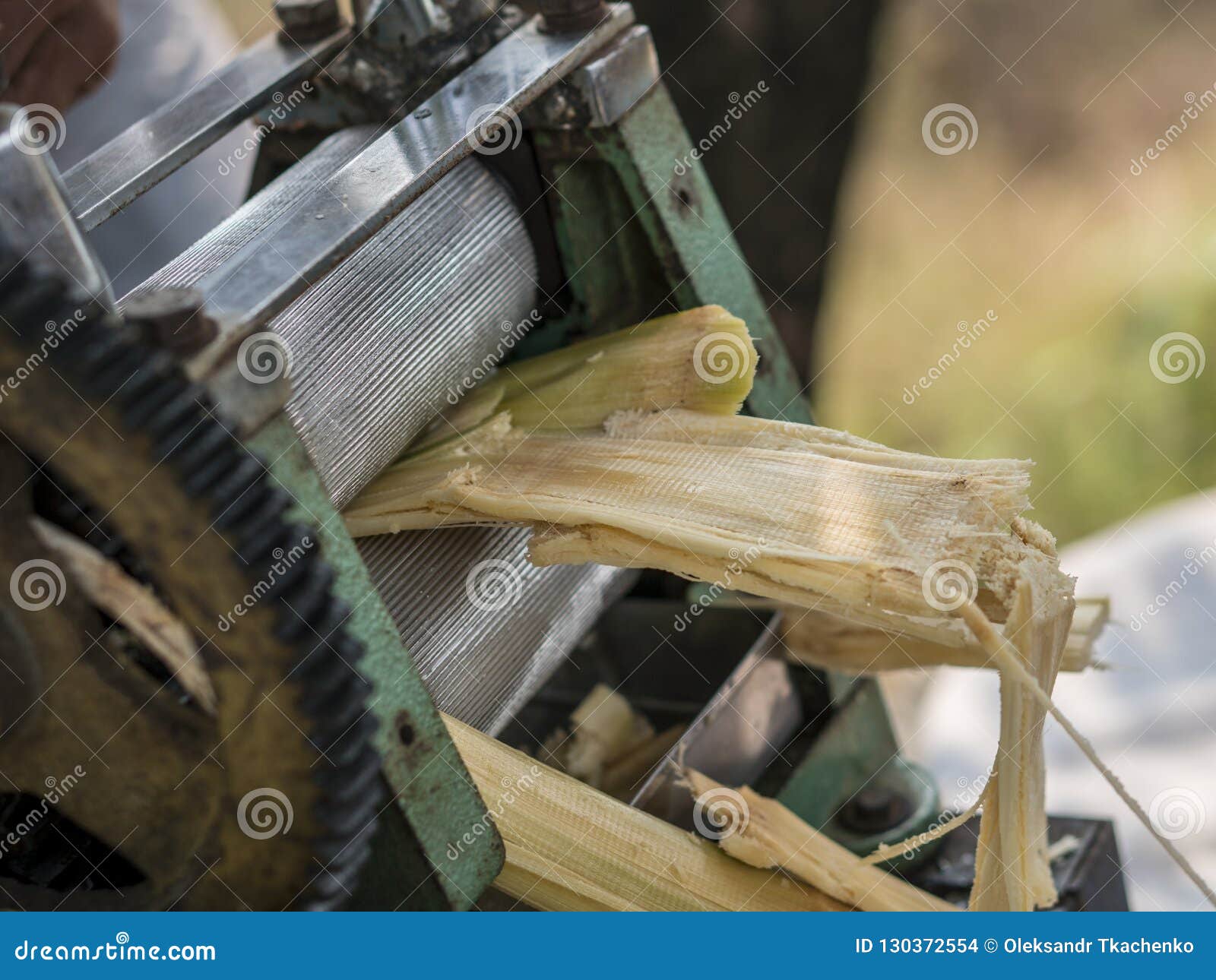 Squeezing Juice from Sugar Cane. Using Manual Mechanism for that Stock