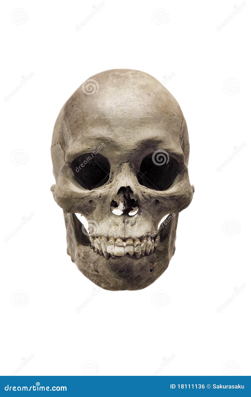 Squelette Photo Stock. Image Du Aide, Visage, Durée, Reproduction - 18111136