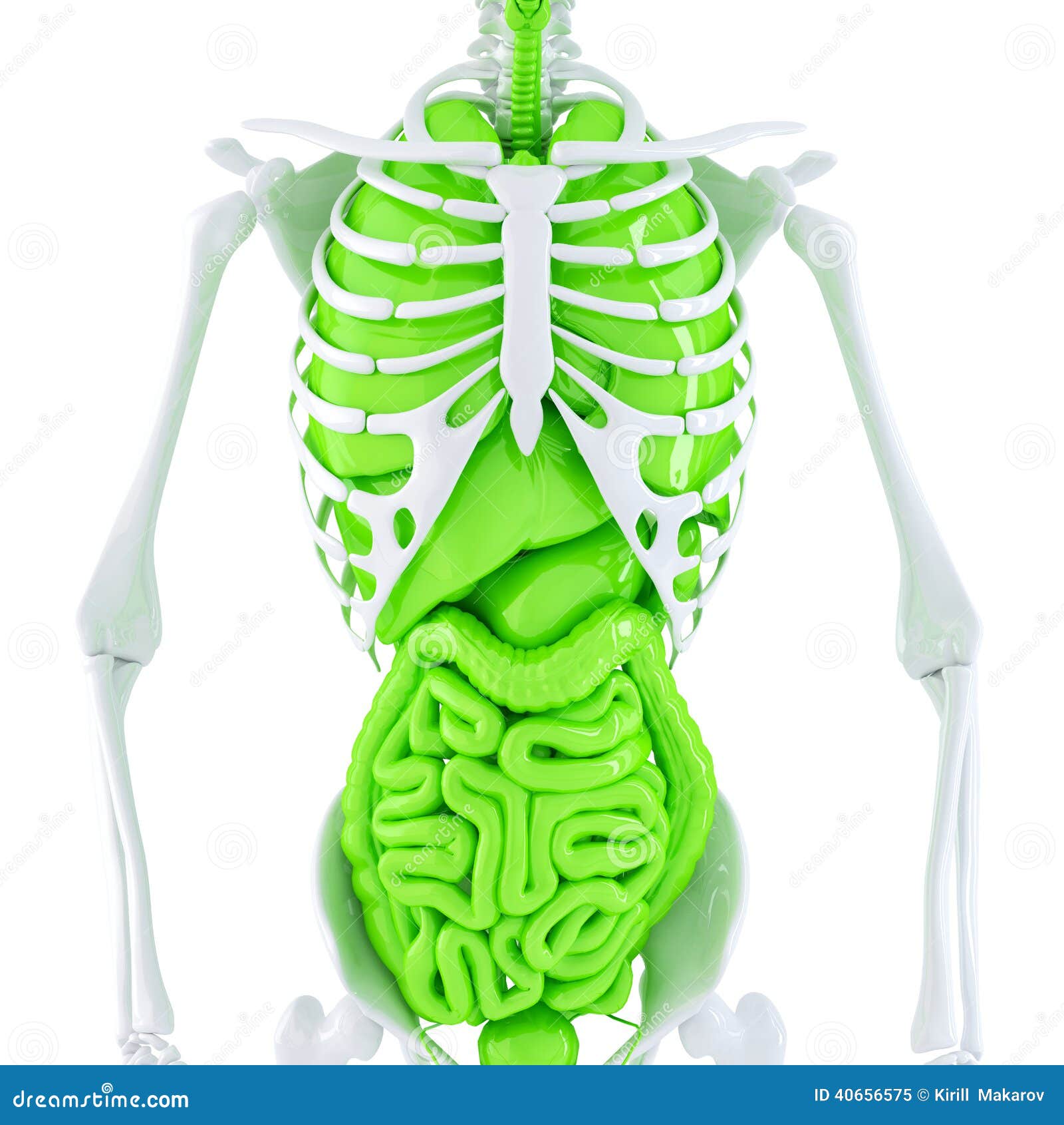 Squelette Corps Humain Avec Organes à Monter Squelette Humain Avec Les Organes Internes Contient Le Chemin De