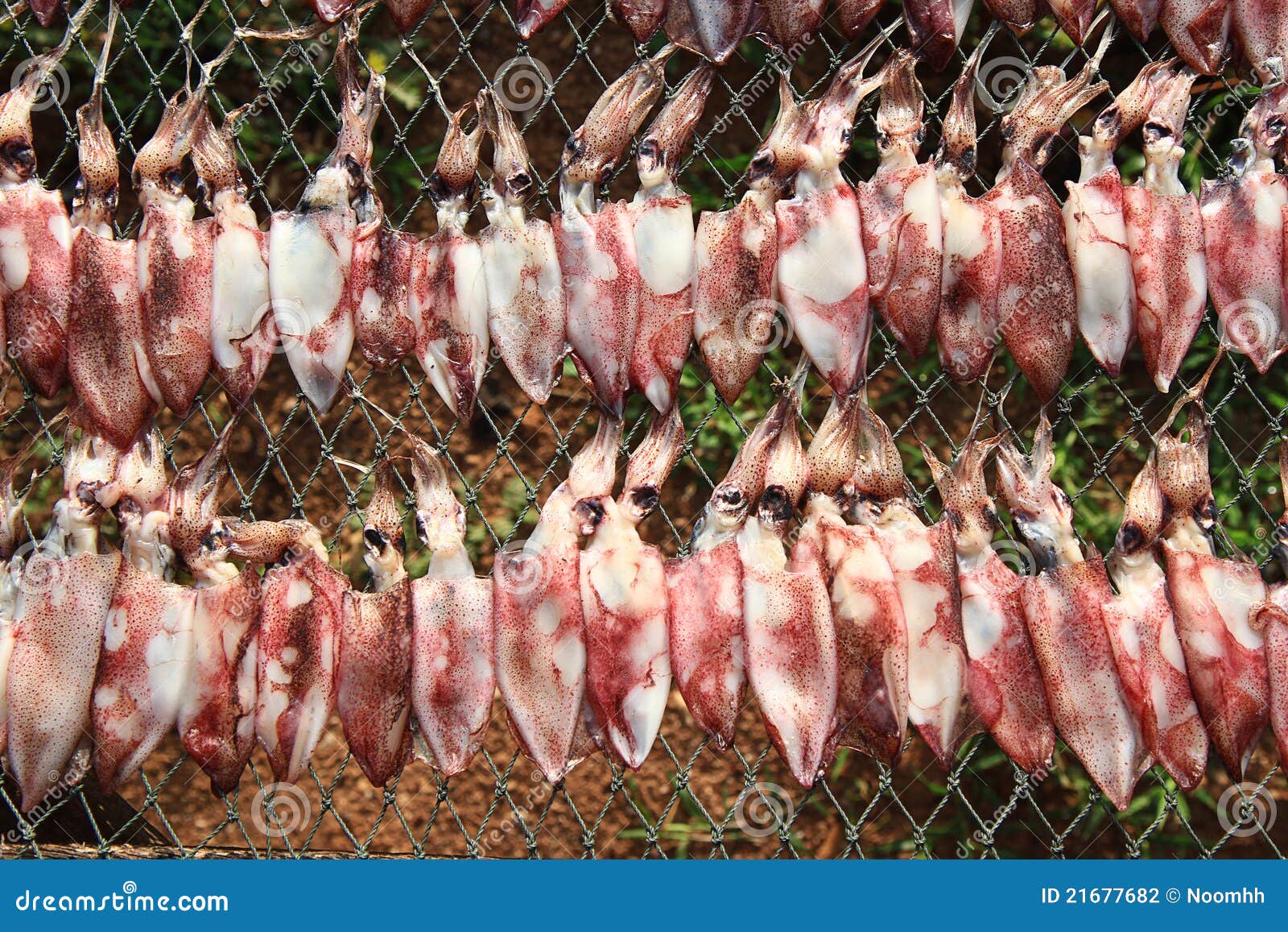 Squid drying stock photo. Image of gulf, heap, fresh 21677682