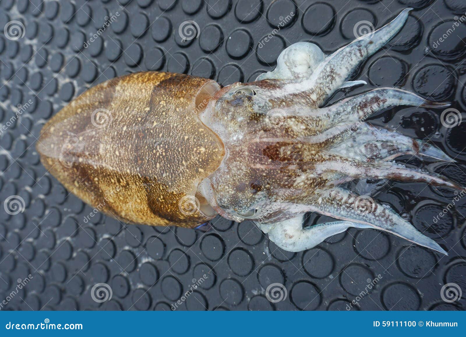 Squid stock photo. Image of ingredient, cool, color, kitchen - 59111100