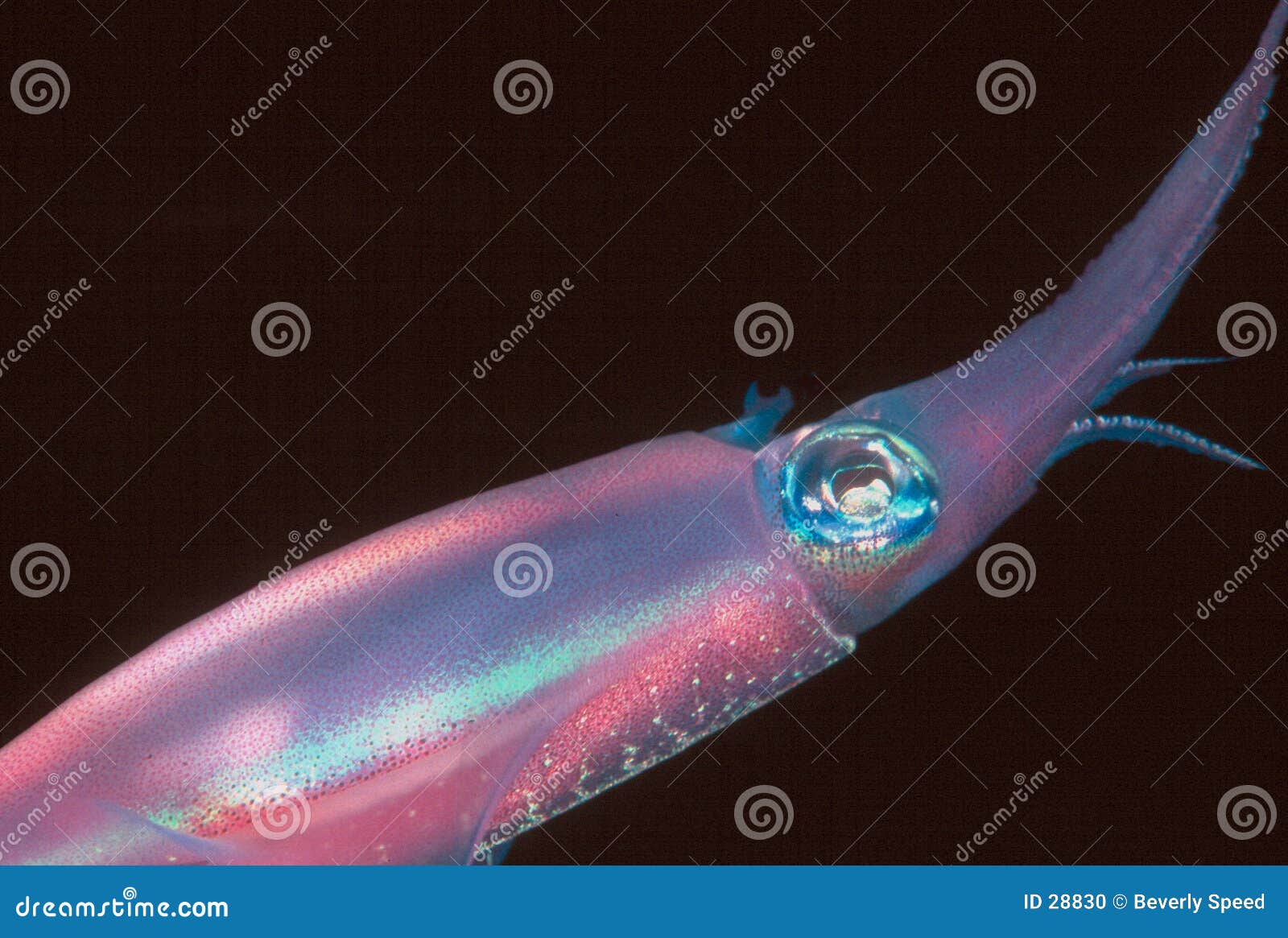 squid in the night