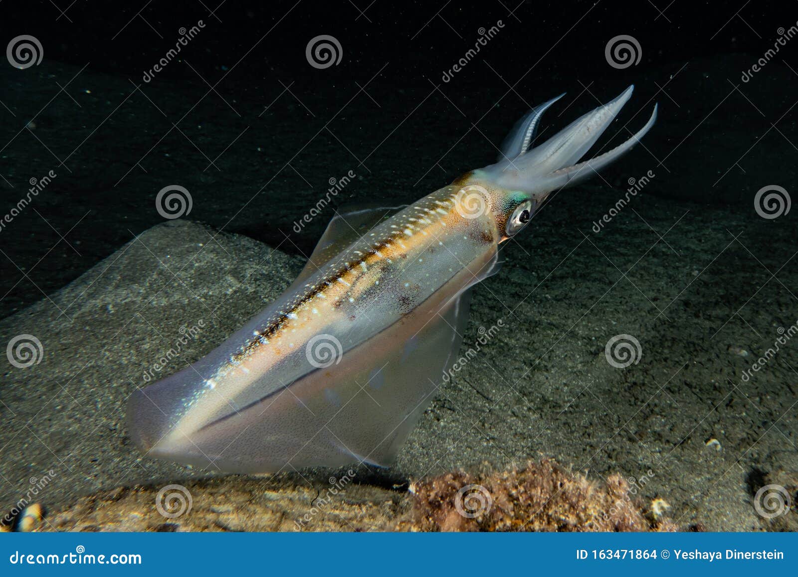 Squid Jigs Stock Photos - Free & Royalty-Free Stock Photos from Dreamstime