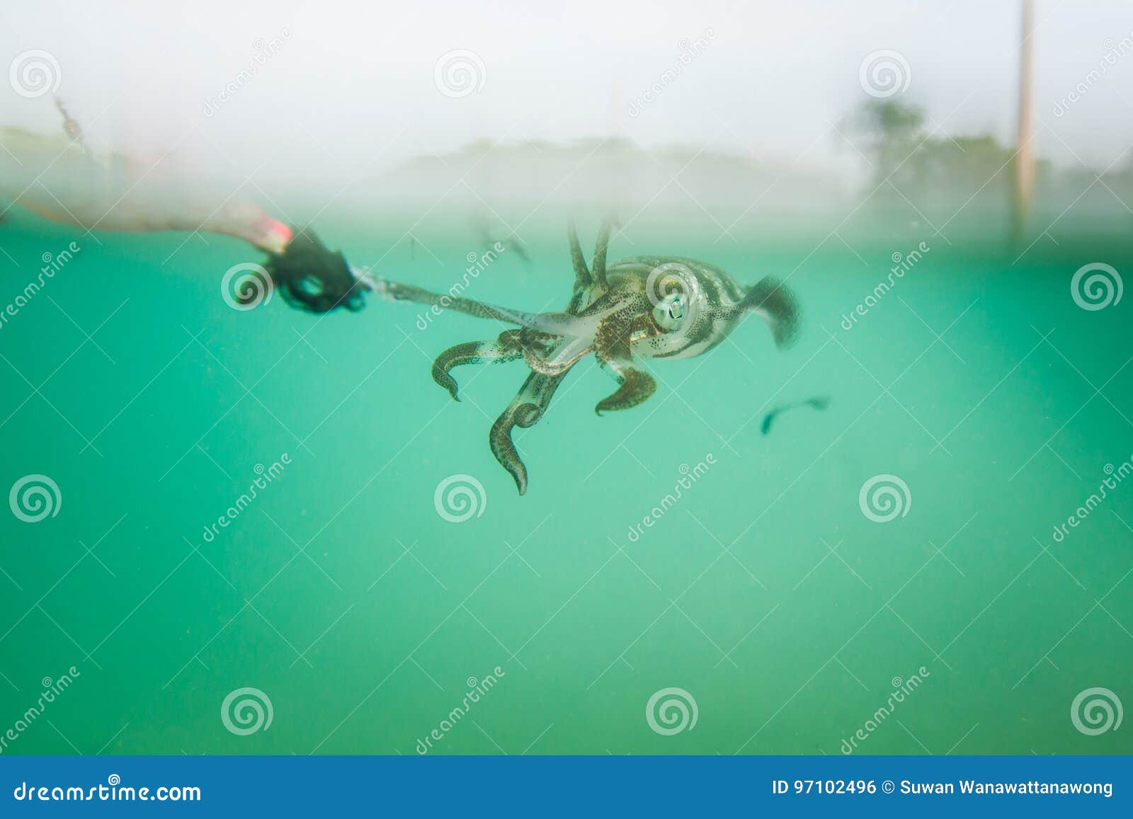 Squid Jigs Stock Photos - Free & Royalty-Free Stock Photos from Dreamstime