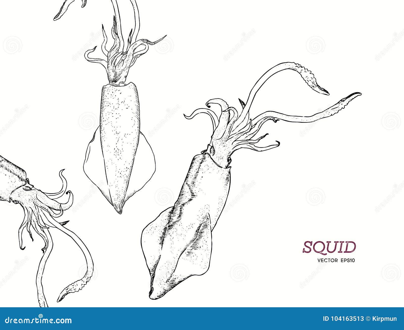 Squid vector. seafood set. hand draw sketch vector. 