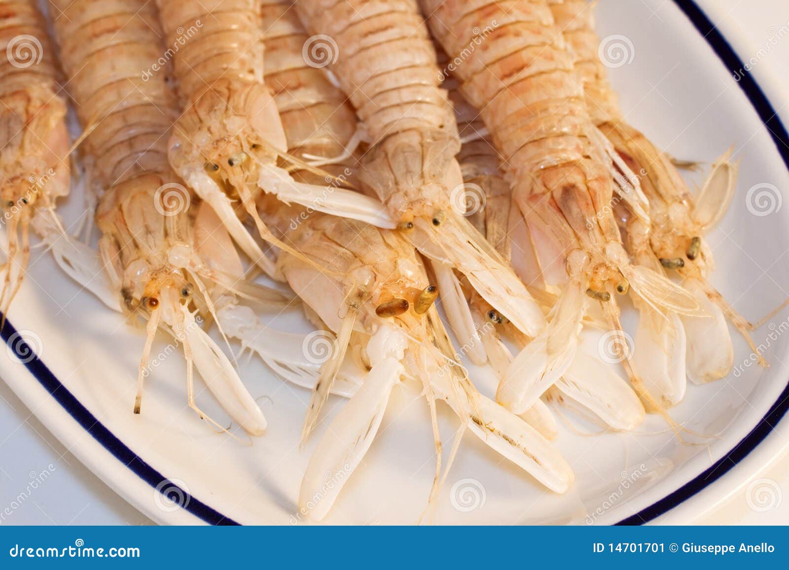 Squilla mantis stock image. Image of delicacy, mantis 14701701