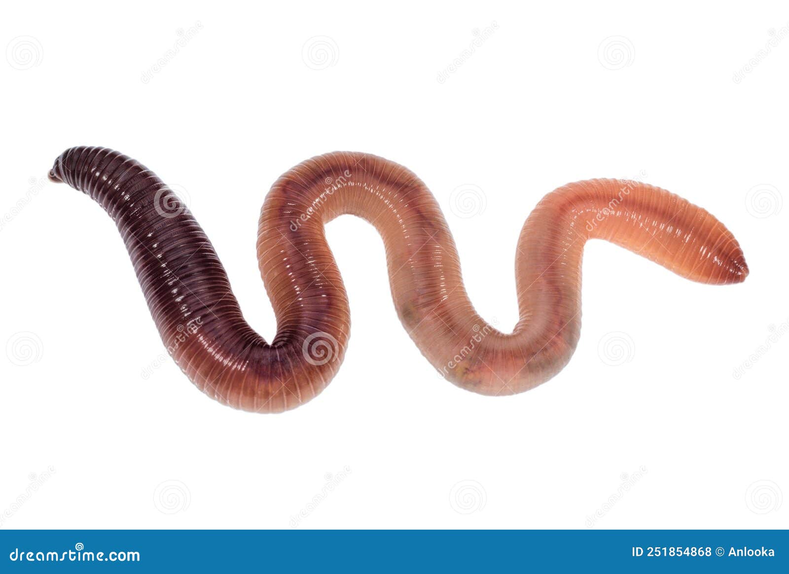 squirming animal earthworm  on a white background