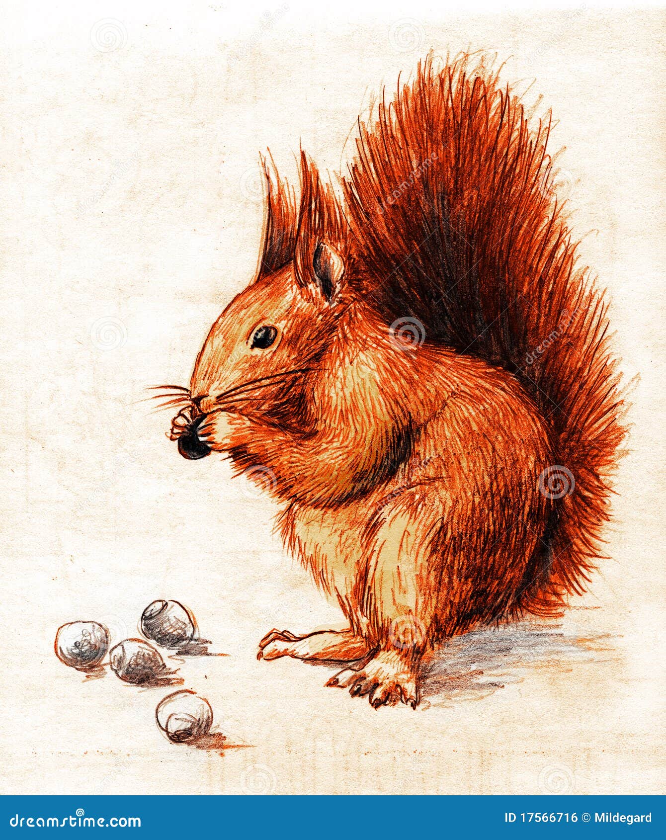 Squirrel Eating Nuts Stock Illustrations – 61 Squirrel Eating Nuts Stock  Illustrations, Vectors \u0026 Clipart - Dreamstime, image size:1340x1690