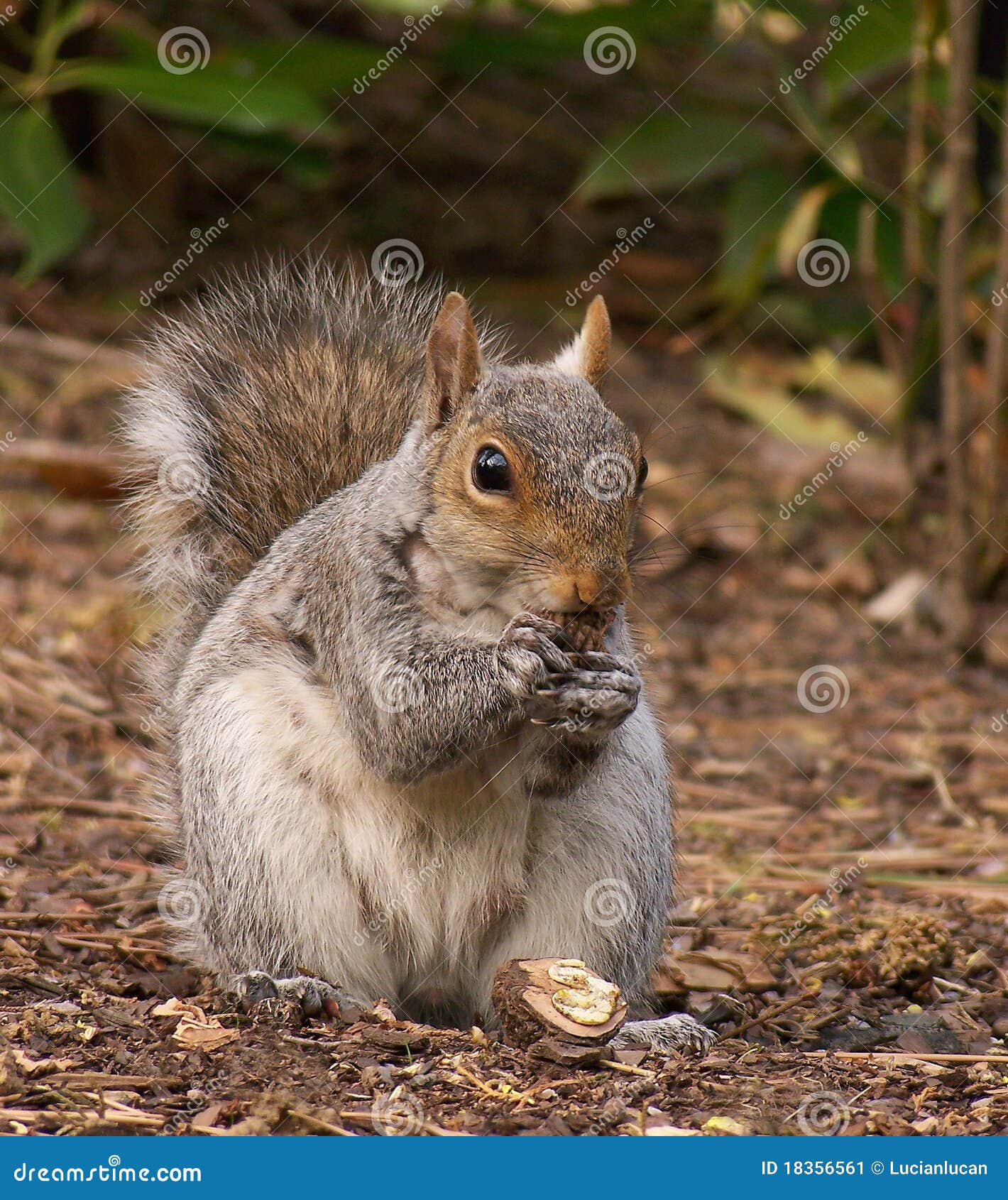 Squirrel stock image. Image of bite, gnaw, herbivore 18356561