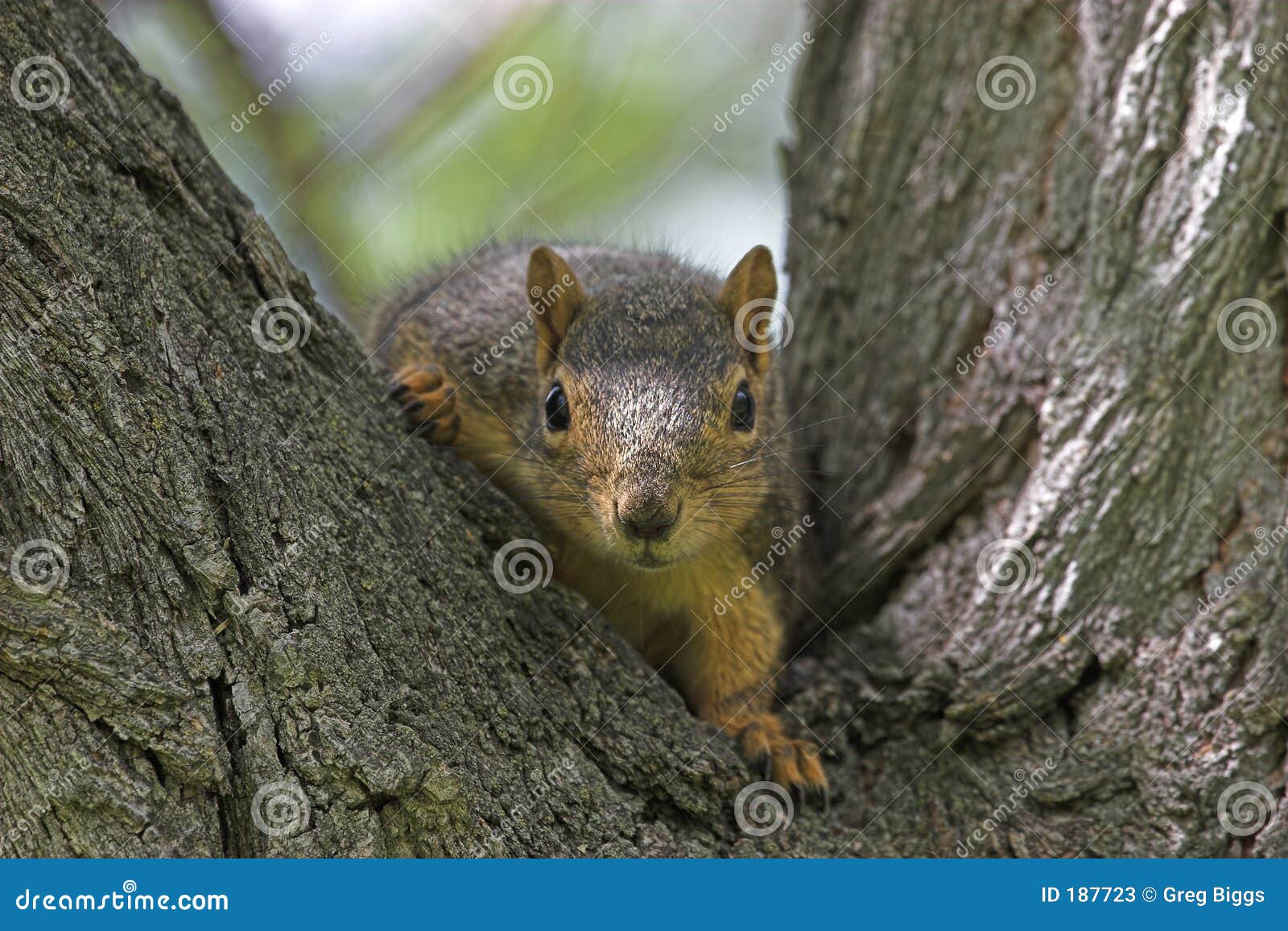 Squirrel stock image. Image of bark, squirrel, animal, fear 187723