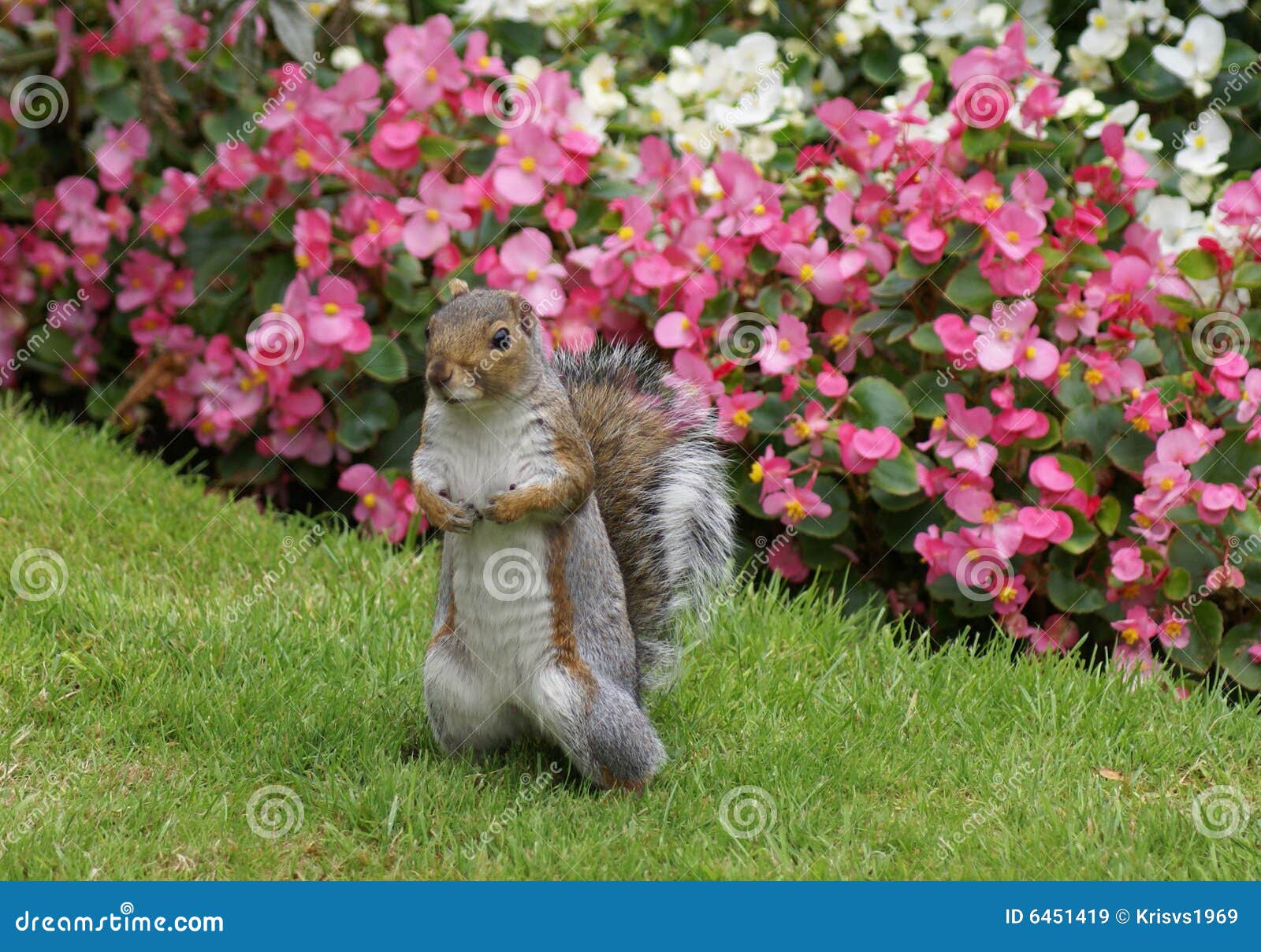 Squirrel stock image. Image of squirrel, grass, gray, park 6451419