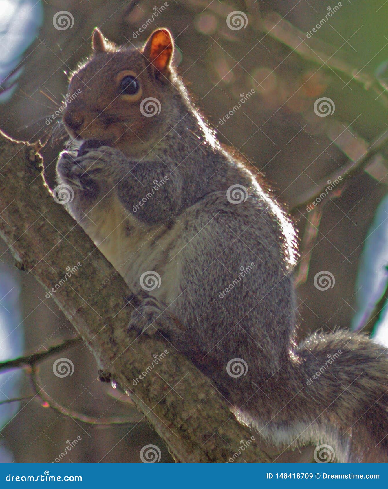 Squirrel in Bath stock image. Image of squirrel, eating 148418709