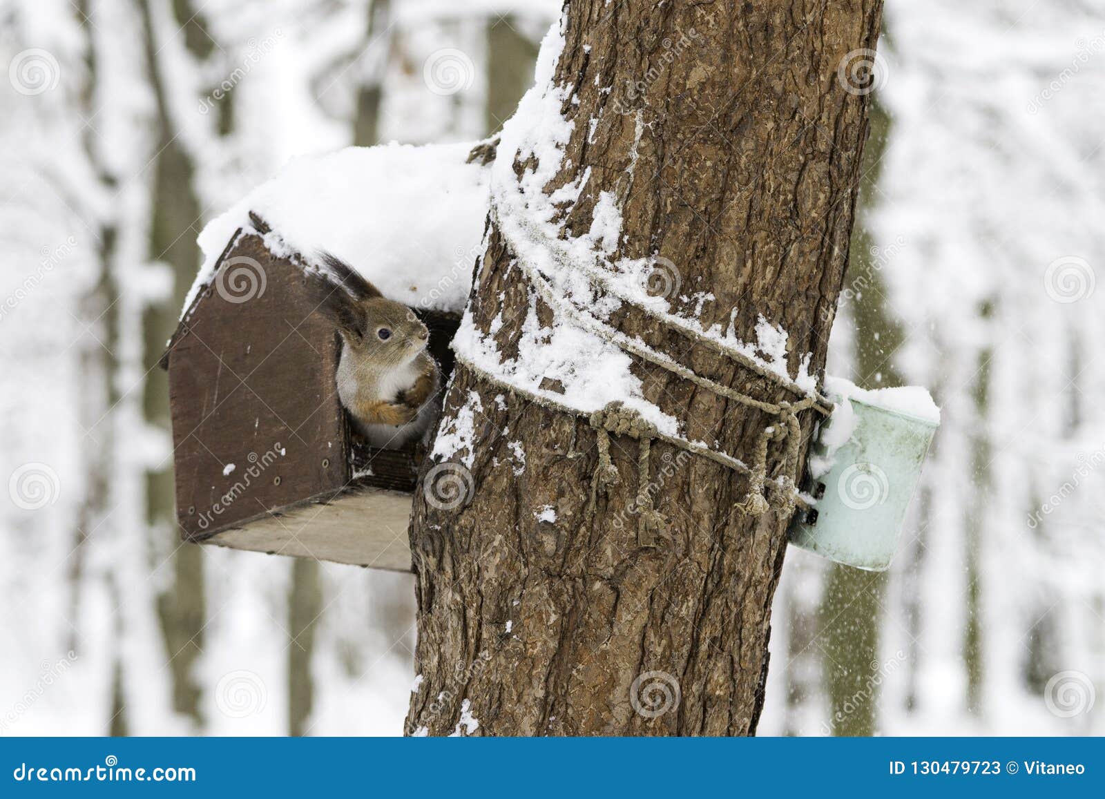 Squirrel In The Winter Forest In A Bird Feeder On The Tree