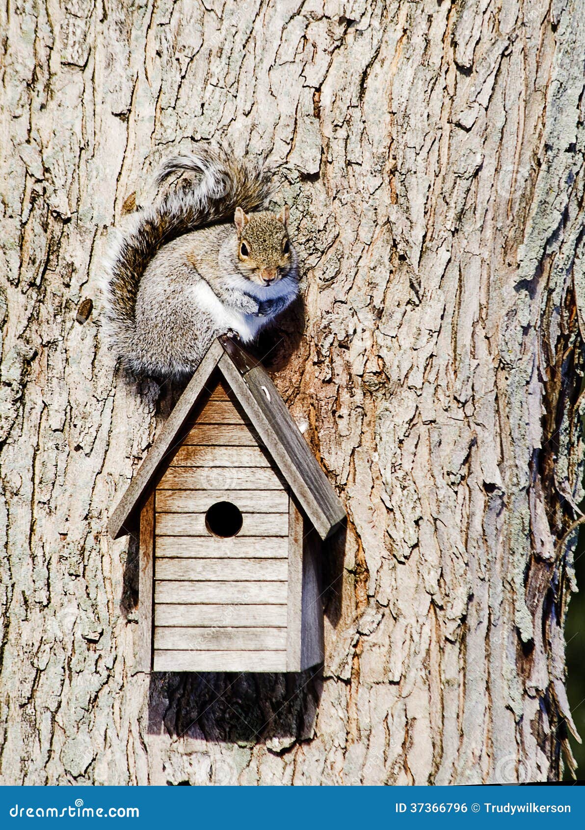 Squirrel on Birdhouse stock photo. Image of nature, house 37366796