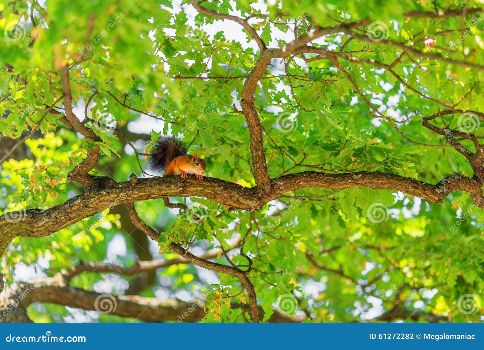 Squirrel on Branch of Oak Tree Stock Photo Image of plant, wildlife