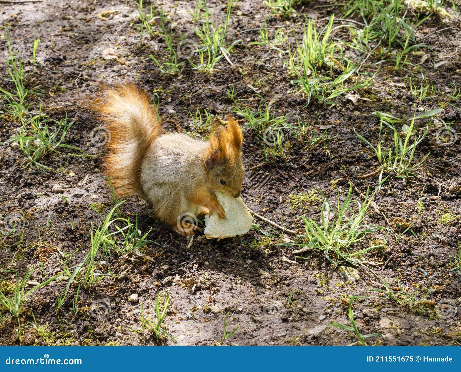 Squirrel with bread stock image. Image of fauna, sunny 211551675