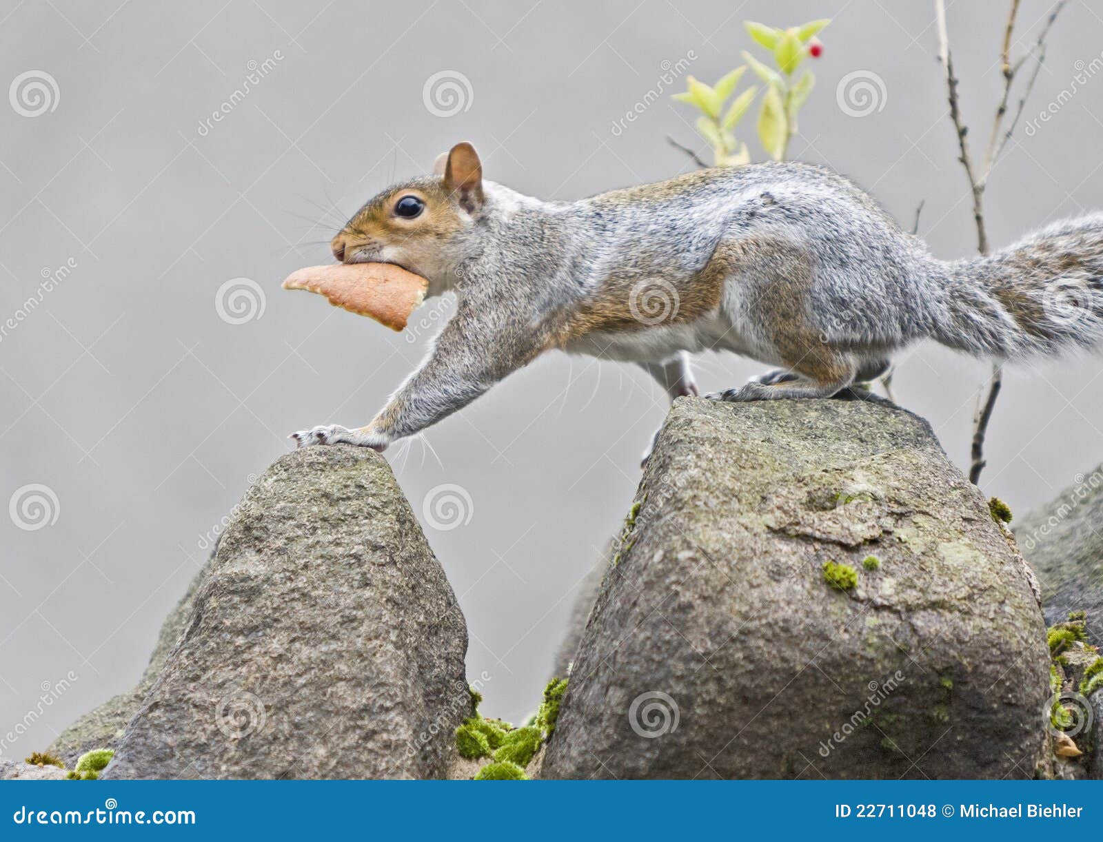 Squirrel with Bread at Wall Stock Photo Image of wildlife, squirrel 22711048