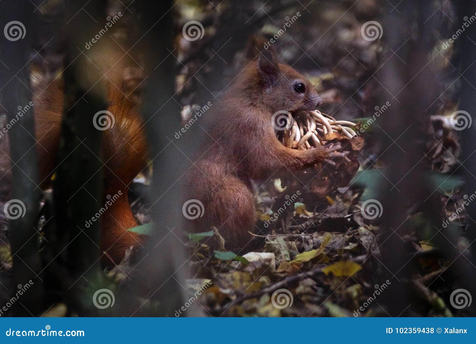 squirrel gathering provisions