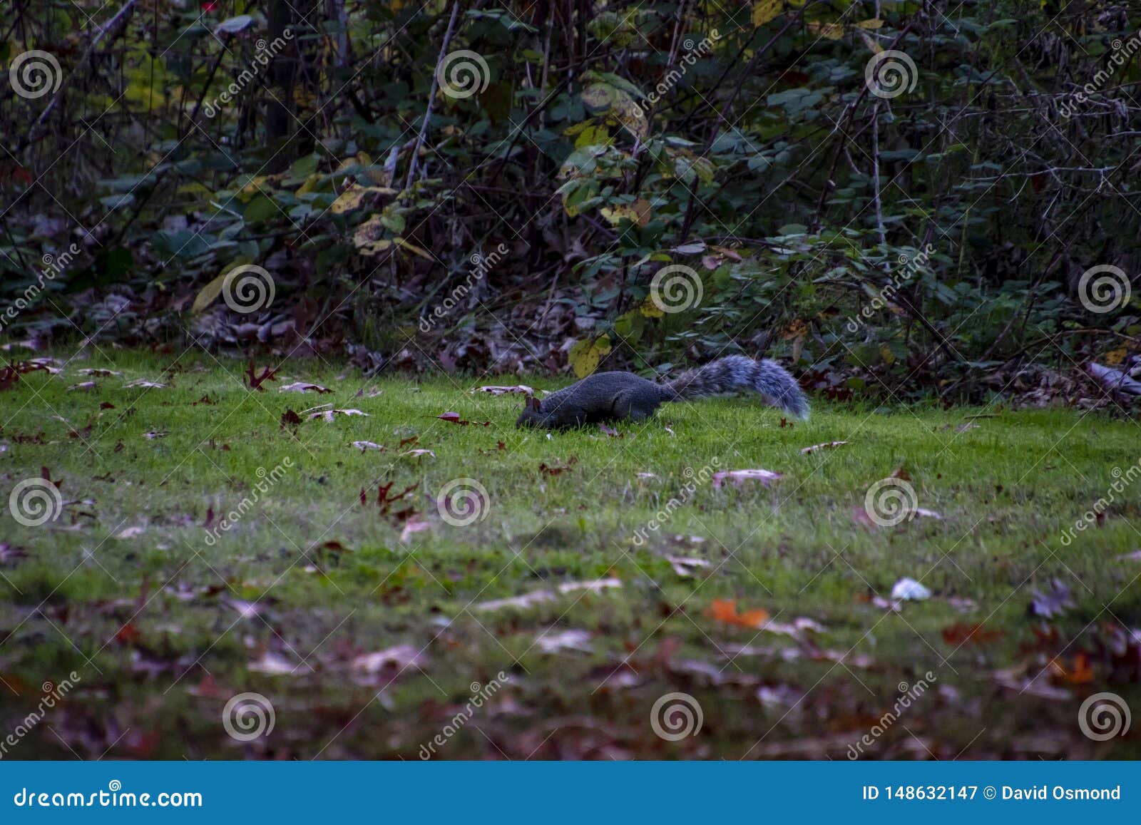 A squirrel burying a nut stock image. Image of beautiful 148632147