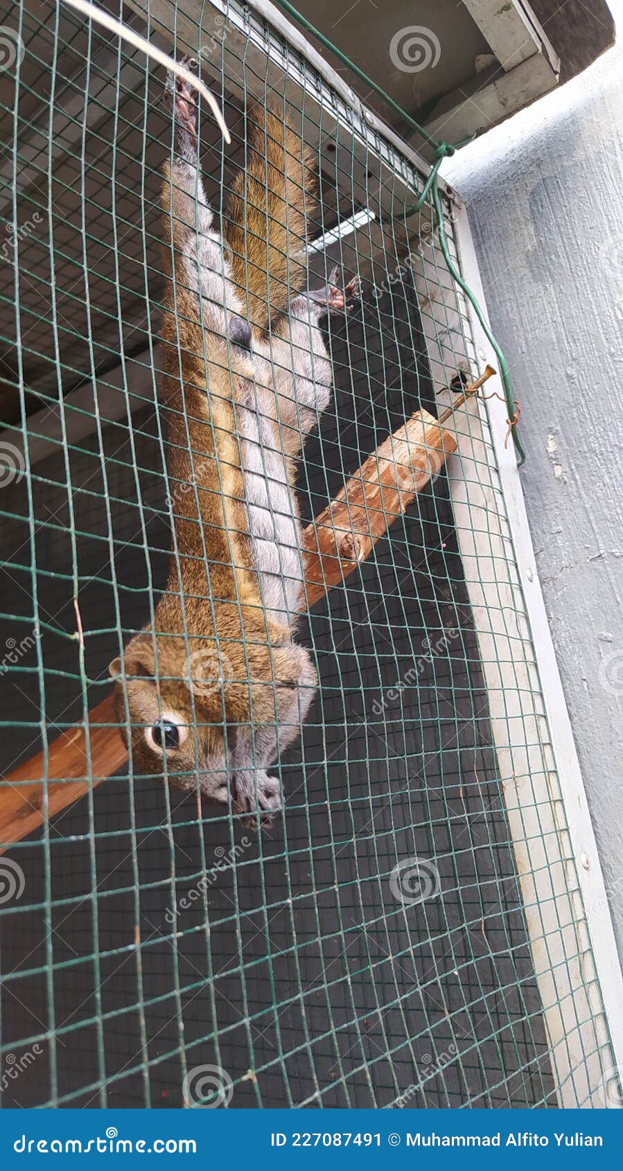 Squirrel in cage stock image. Image of mammal, cage 227087491
